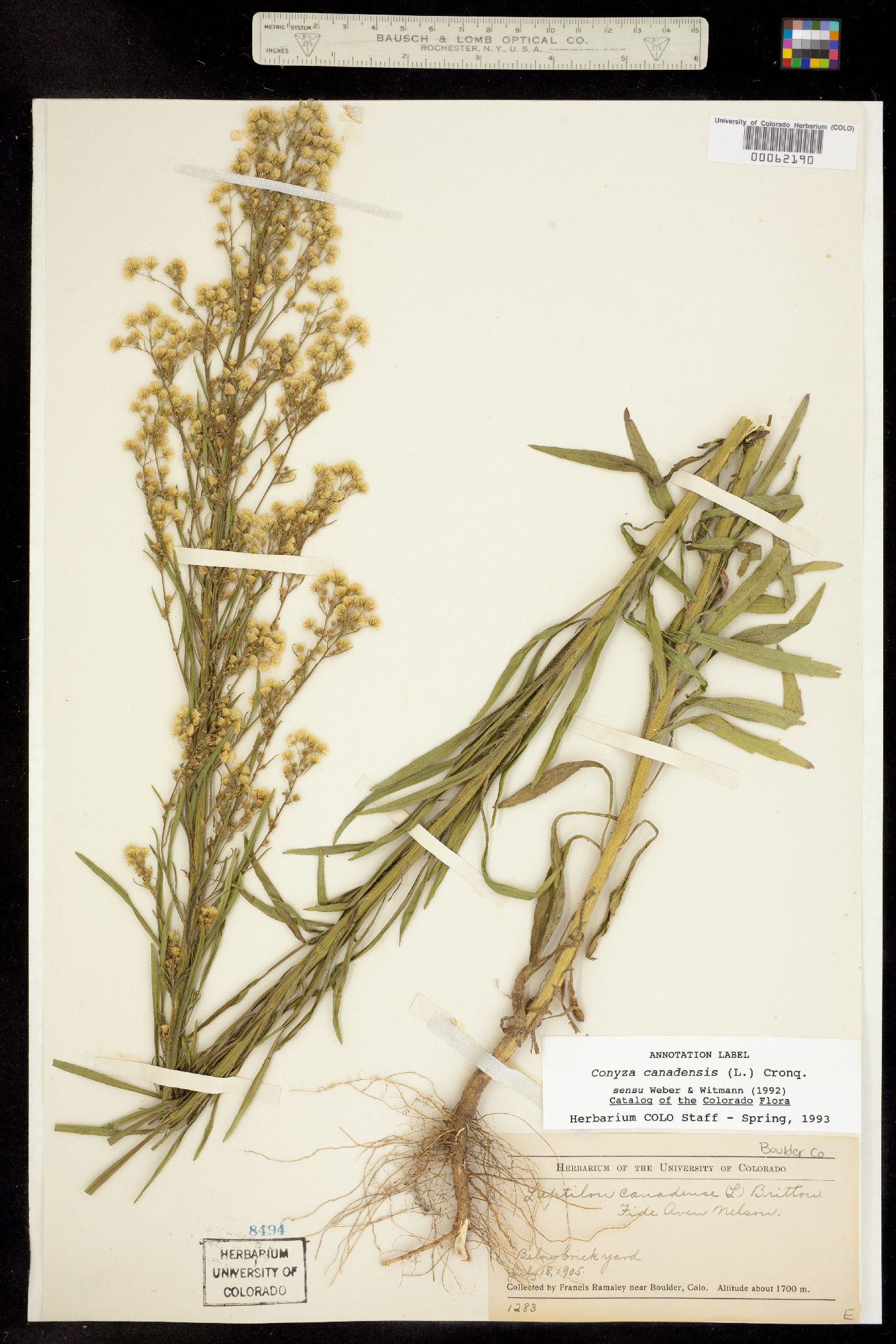Conyza canadensis image