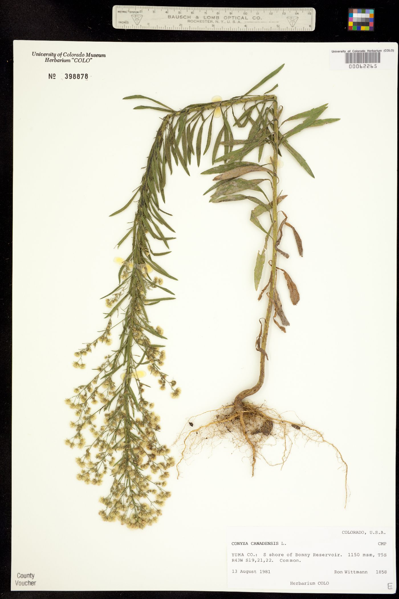 Conyza canadensis image