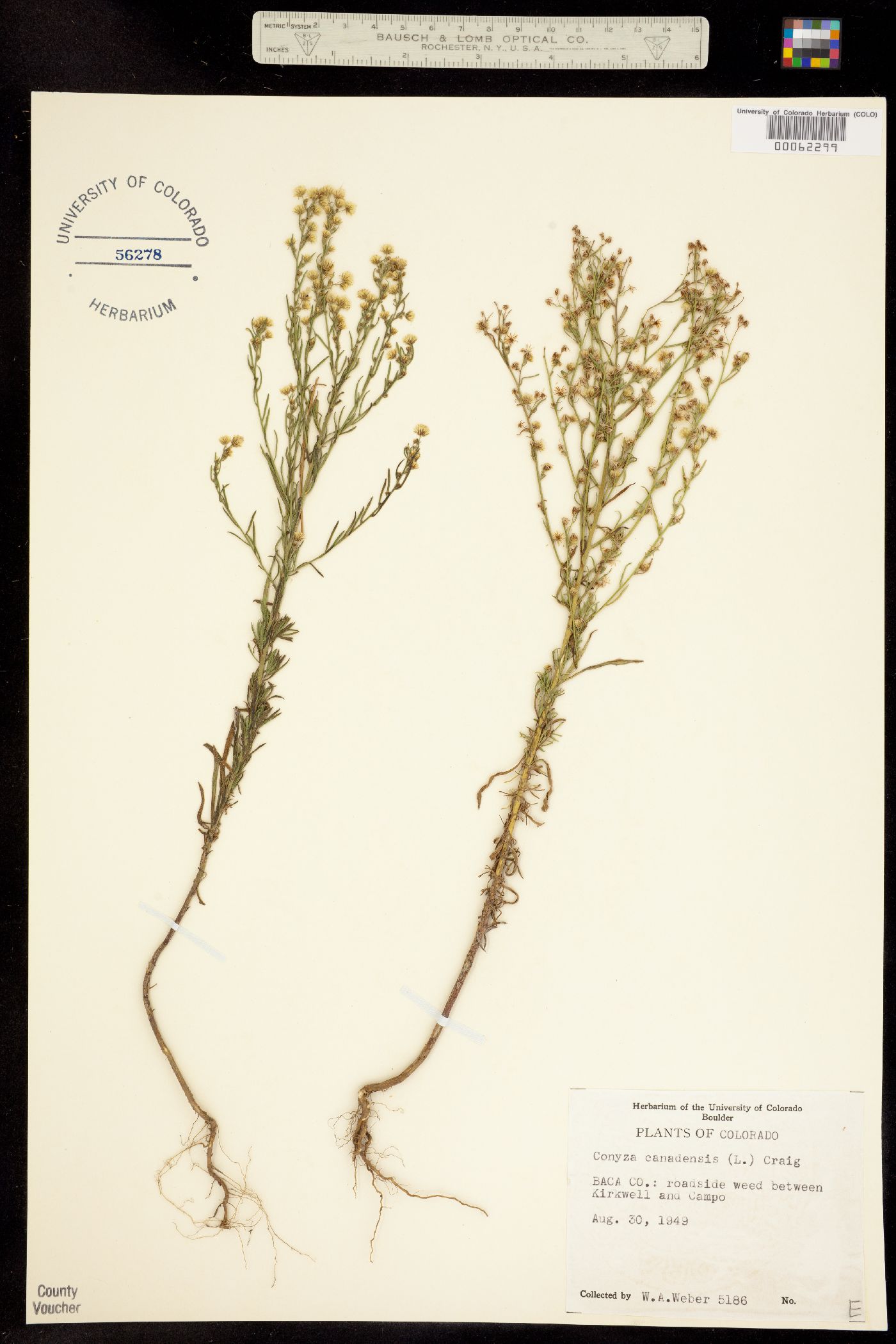 Conyza canadensis image