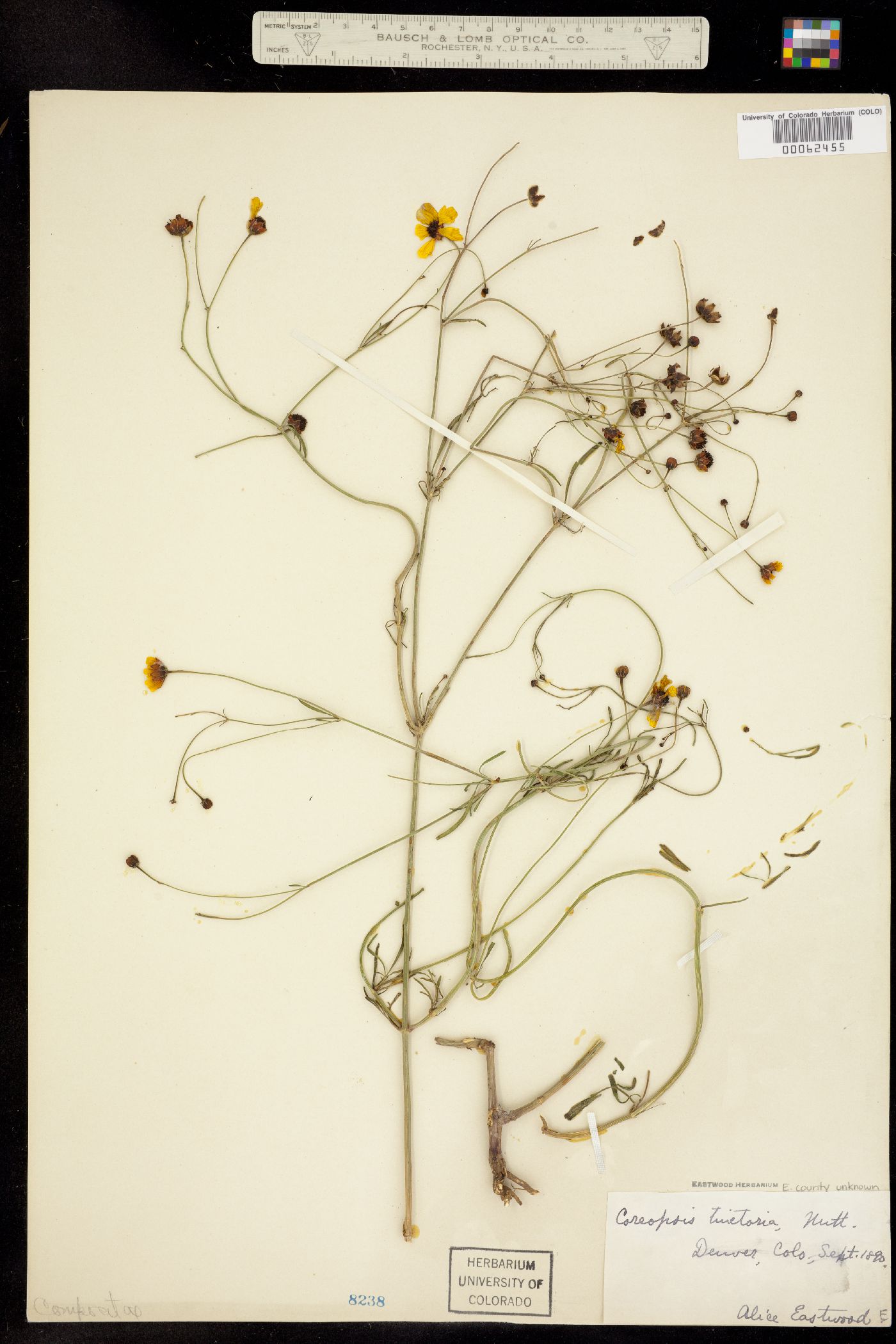 Coreopsis tinctoria image