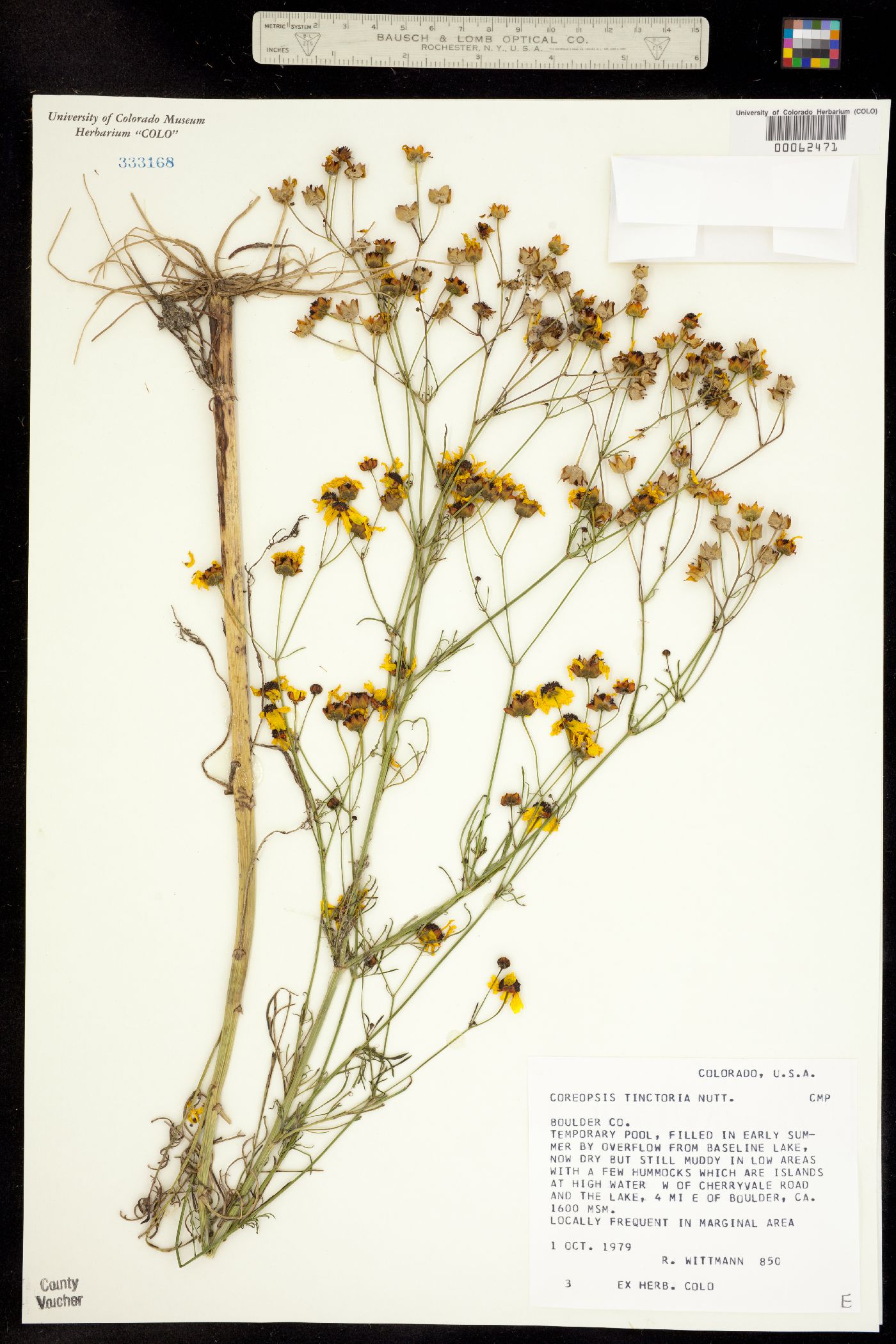 Coreopsis tinctoria image