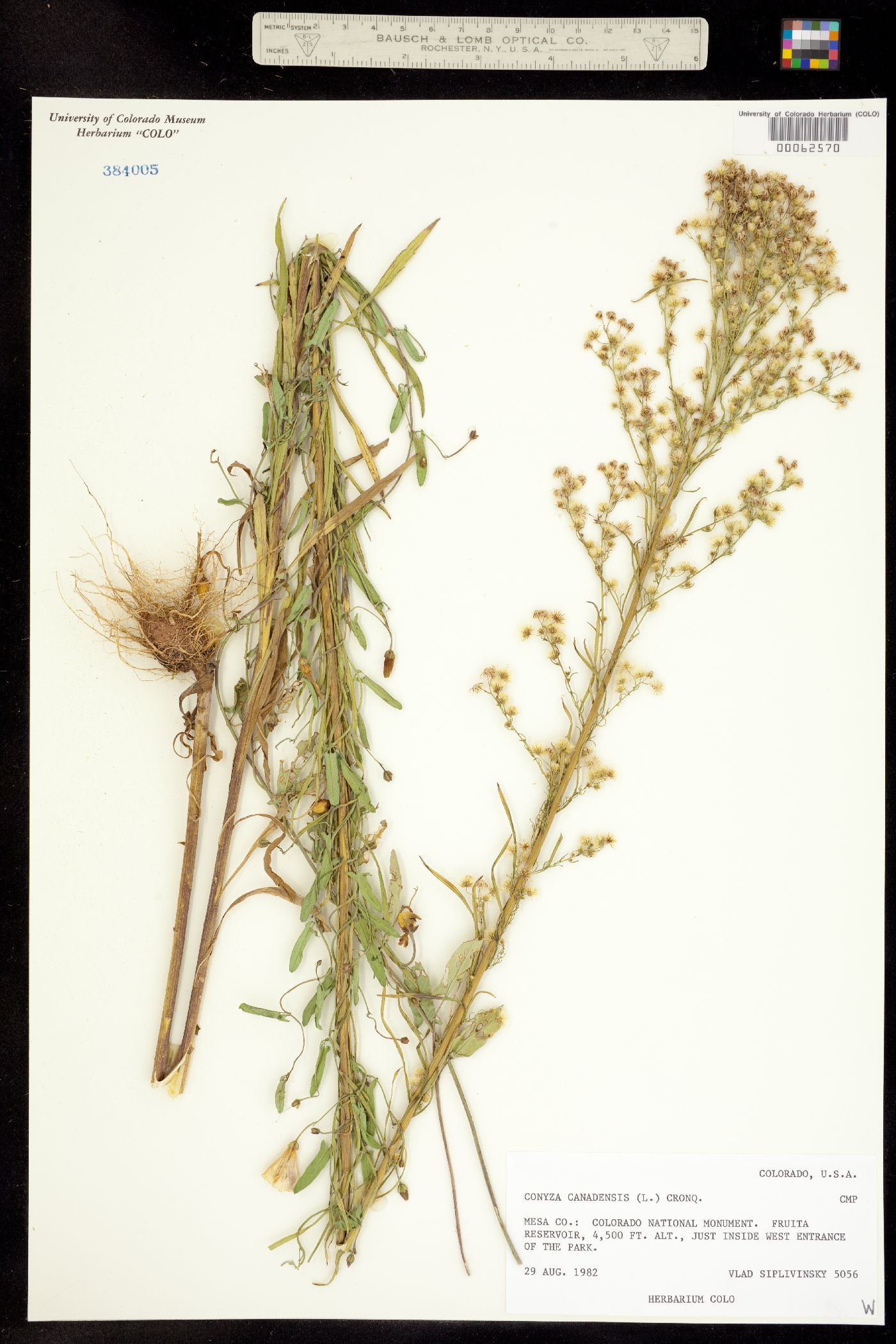 Conyza canadensis image