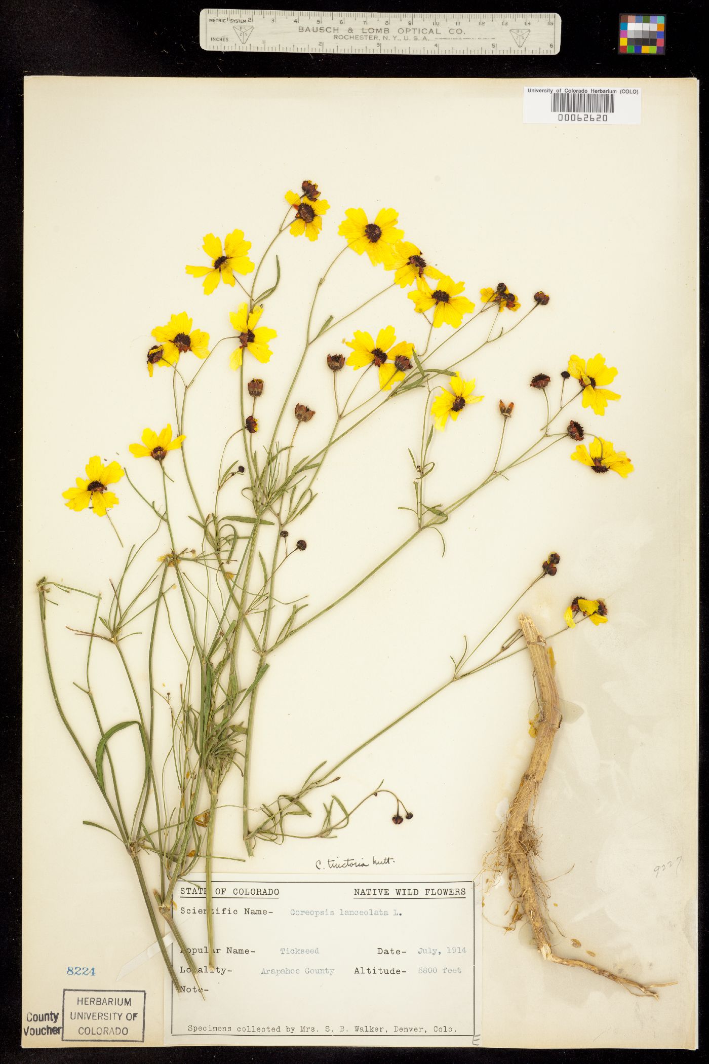 Coreopsis tinctoria image