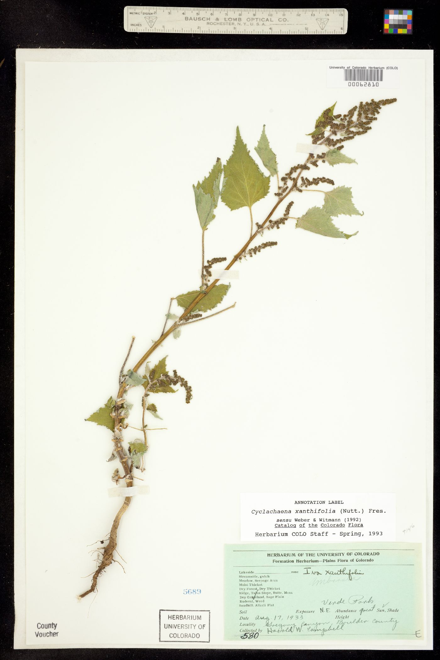 Cyclachaena xanthiifolia image
