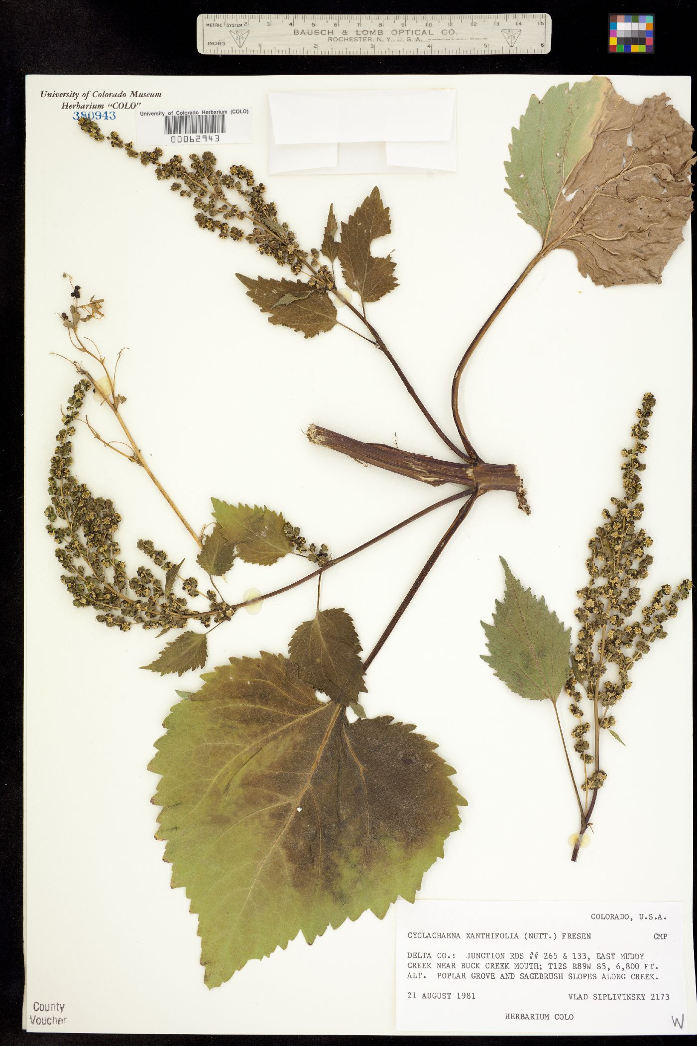 Cyclachaena image