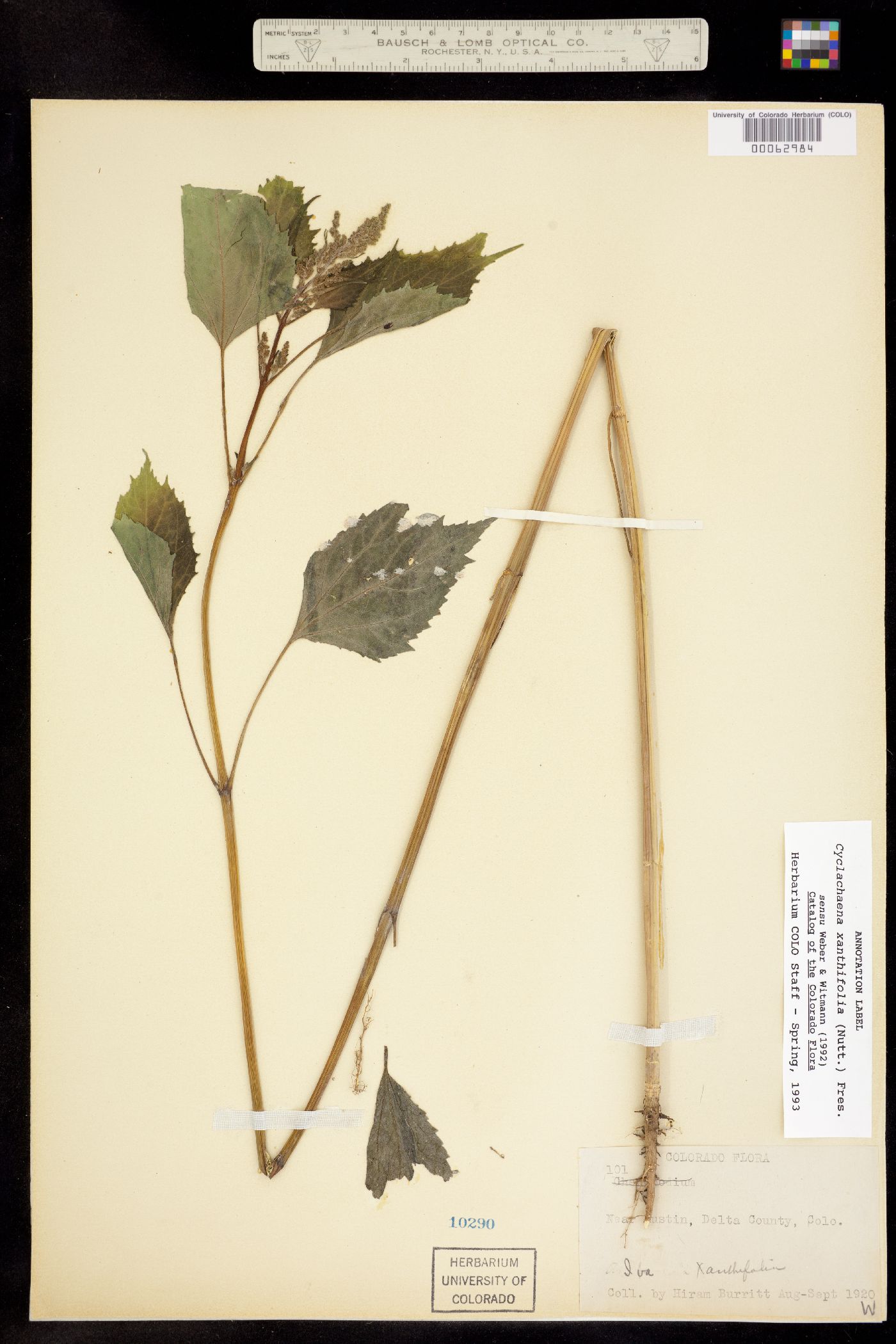 Cyclachaena xanthiifolia image
