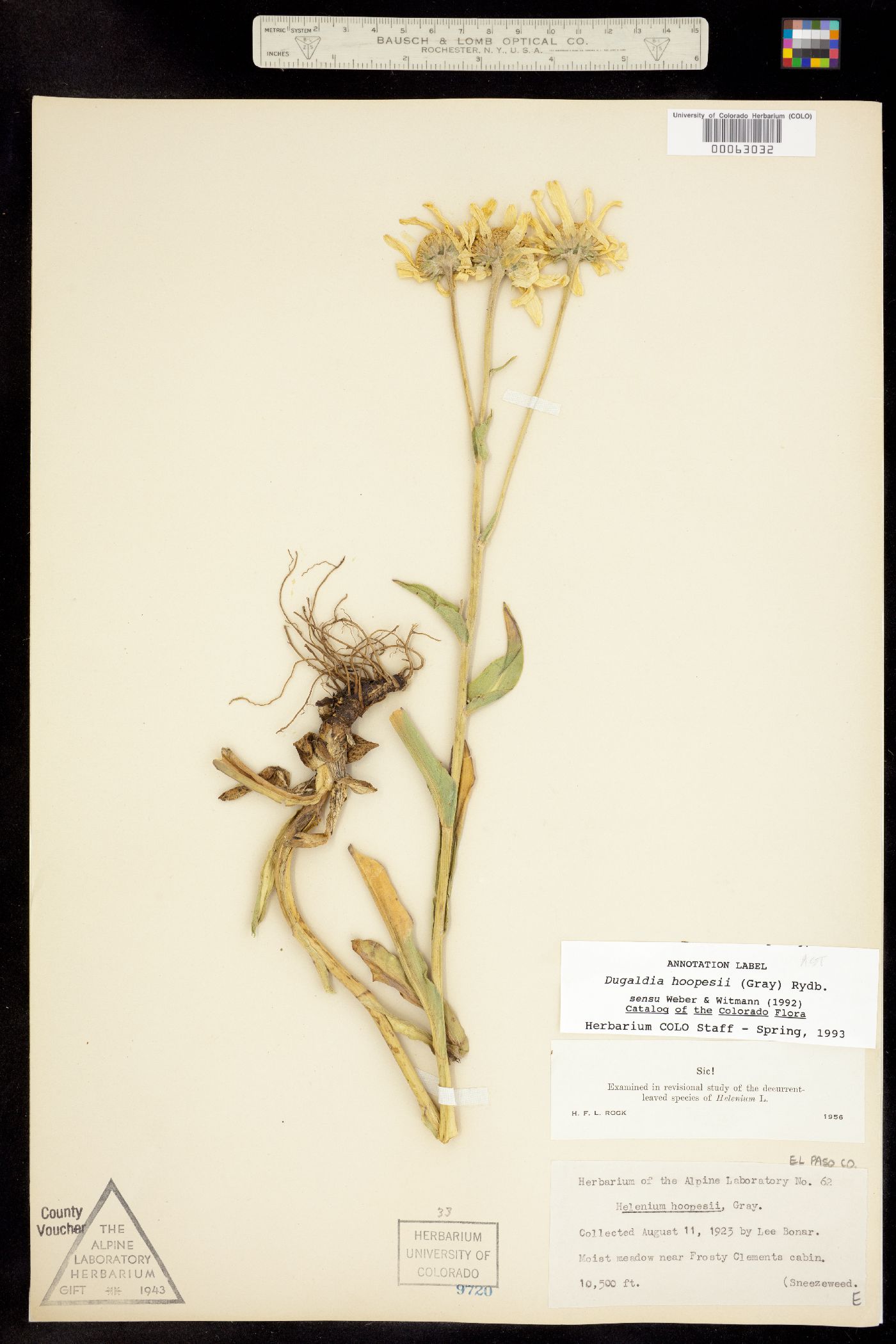 Dugaldia hoopesii image