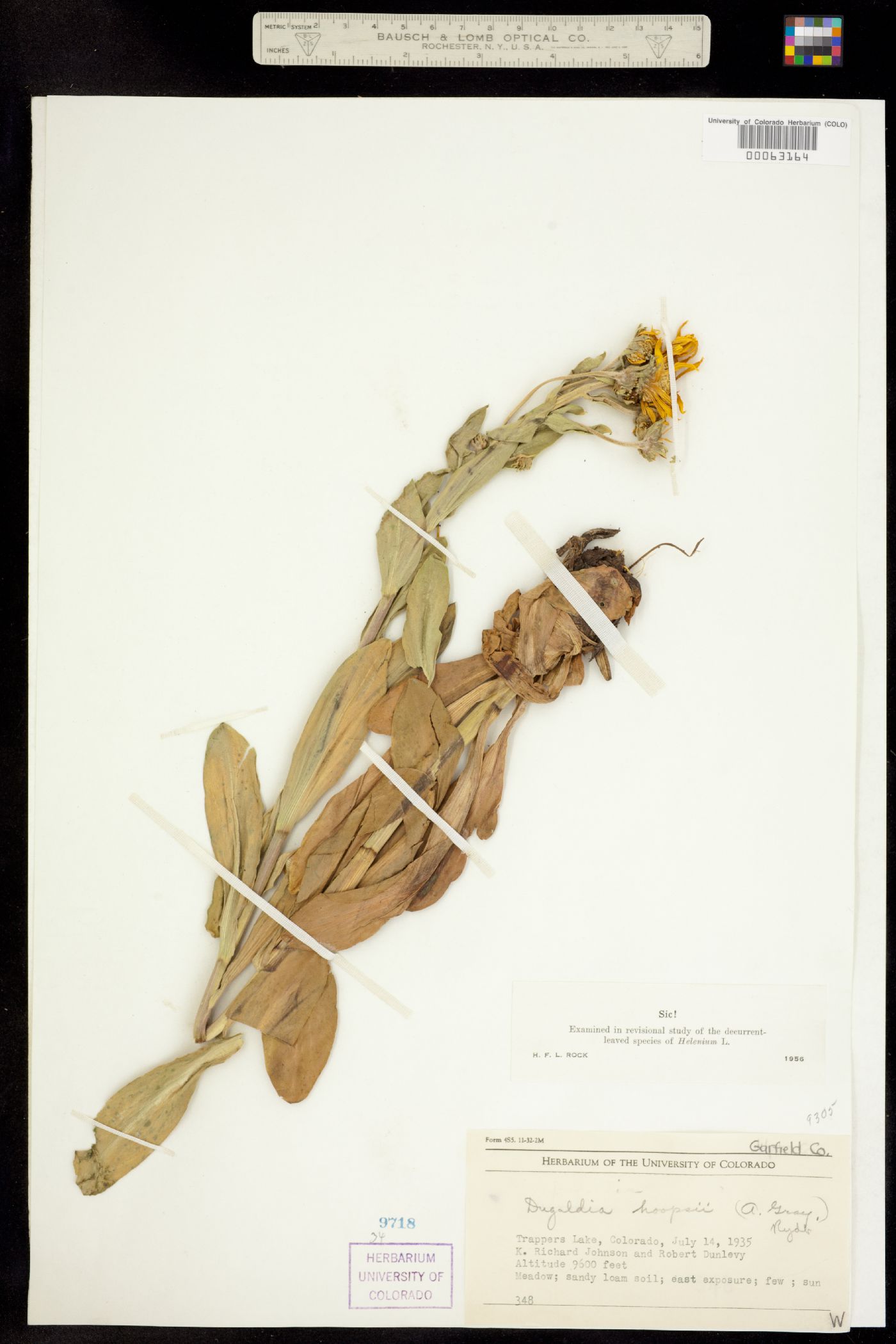 Dugaldia hoopesii image