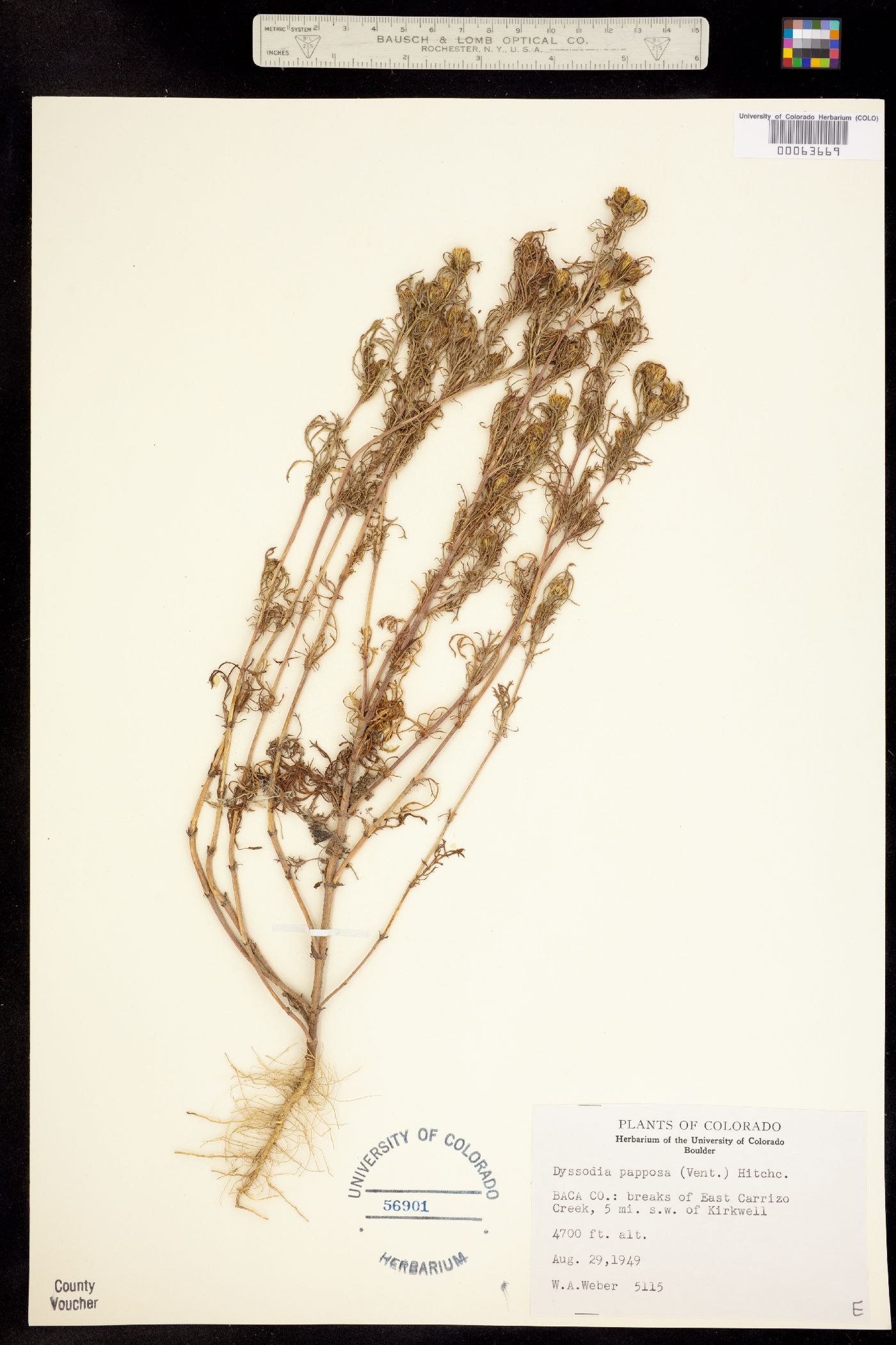 Dyssodia papposa image