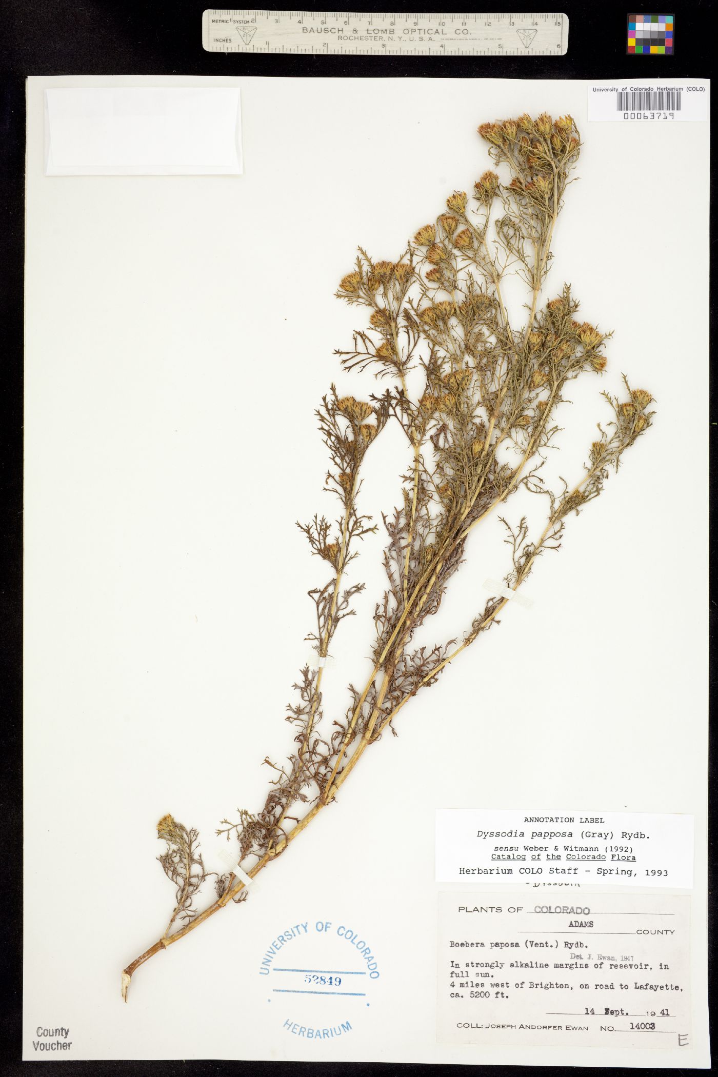 Dyssodia papposa image