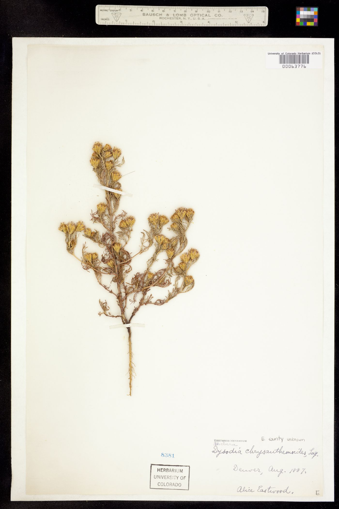 Dyssodia image