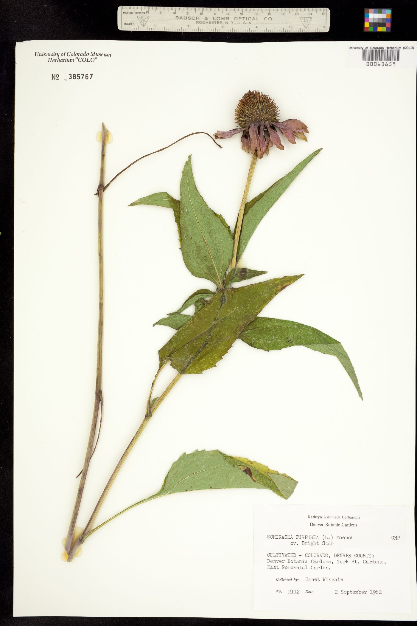 Echinacea purpurea image