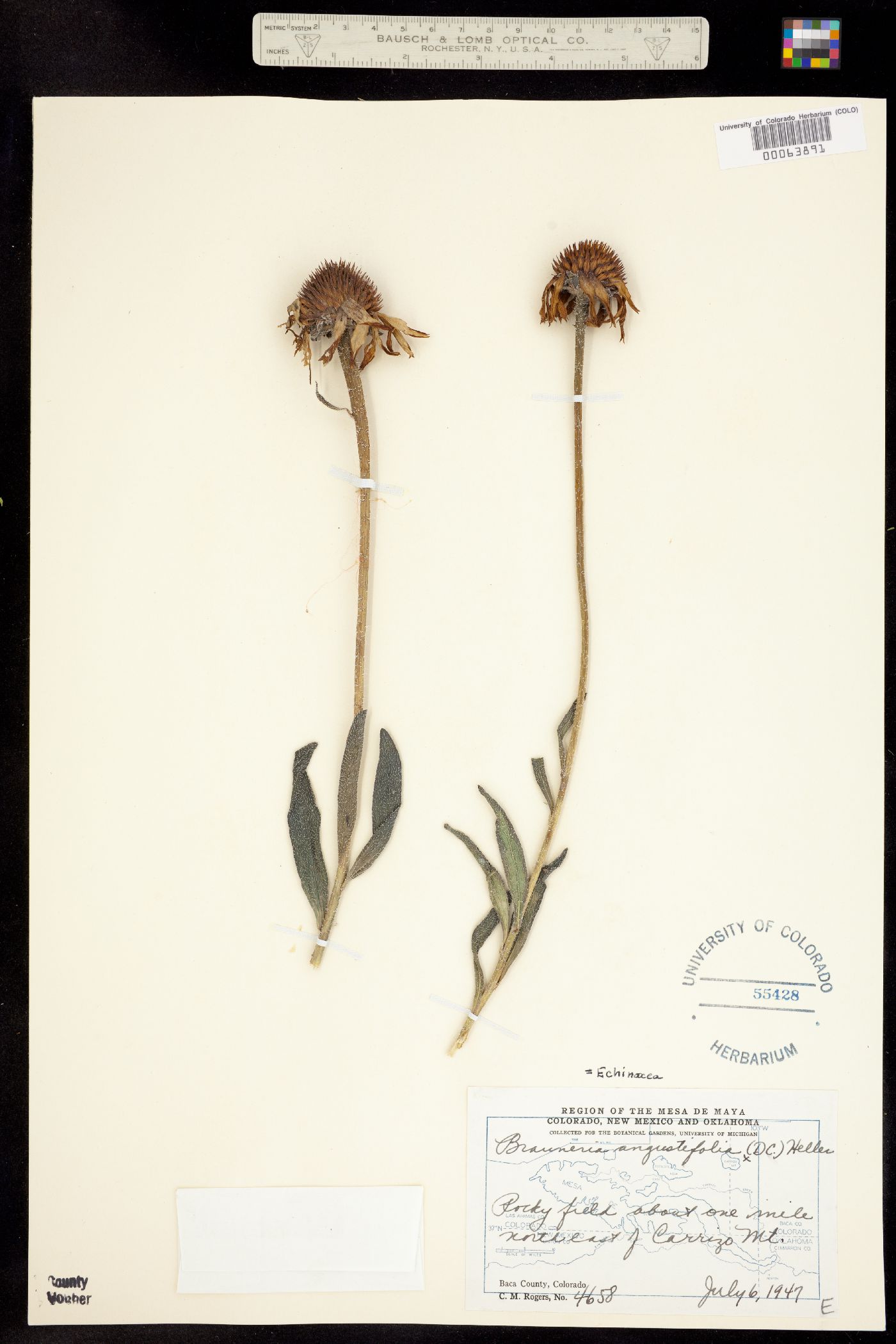 Echinacea angustifolia image