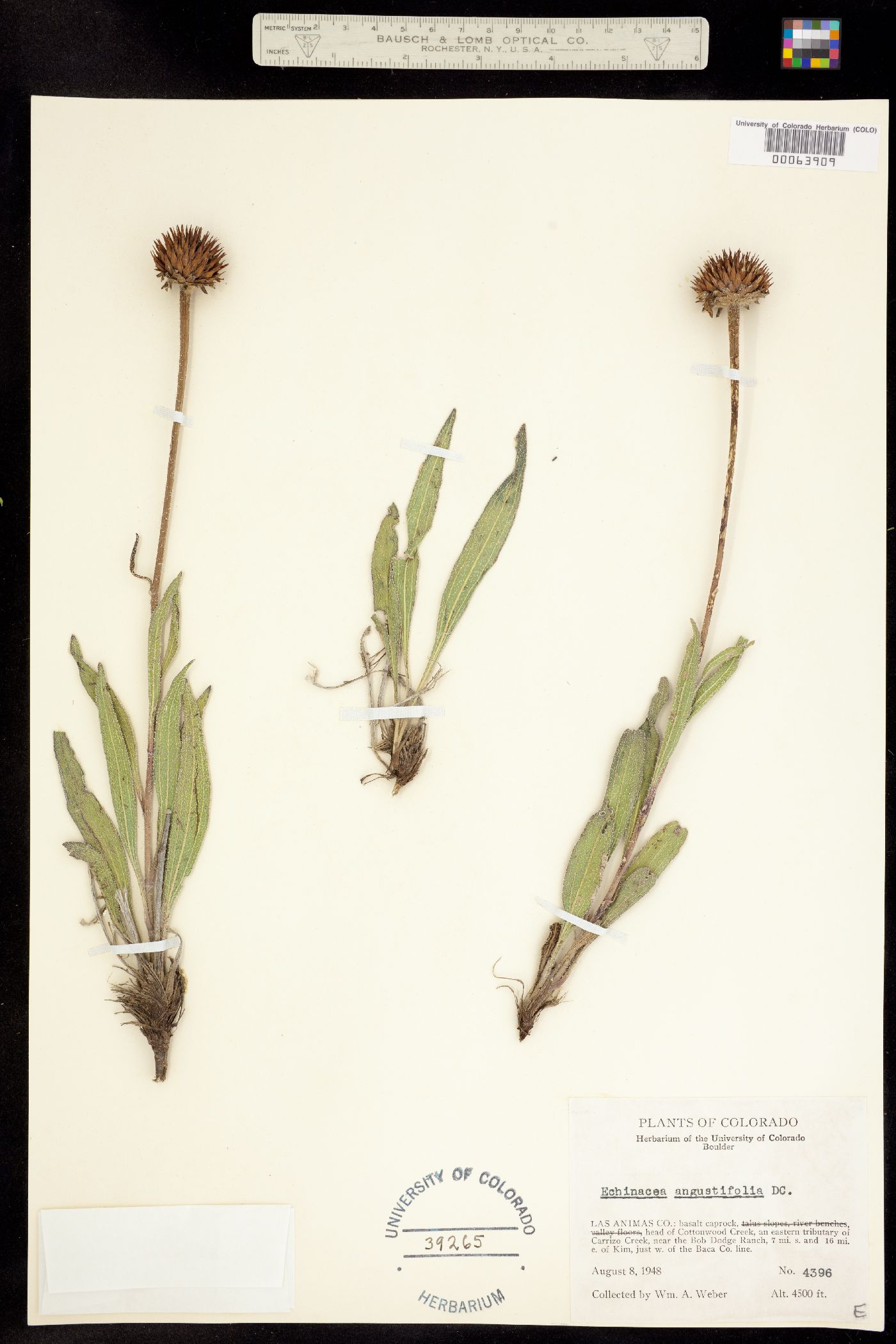 Echinacea angustifolia image