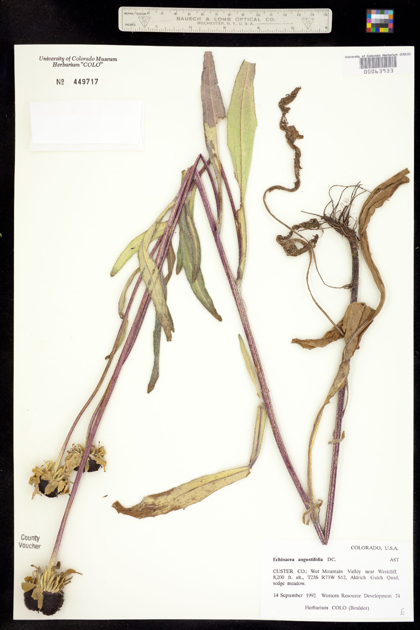 Echinacea angustifolia image