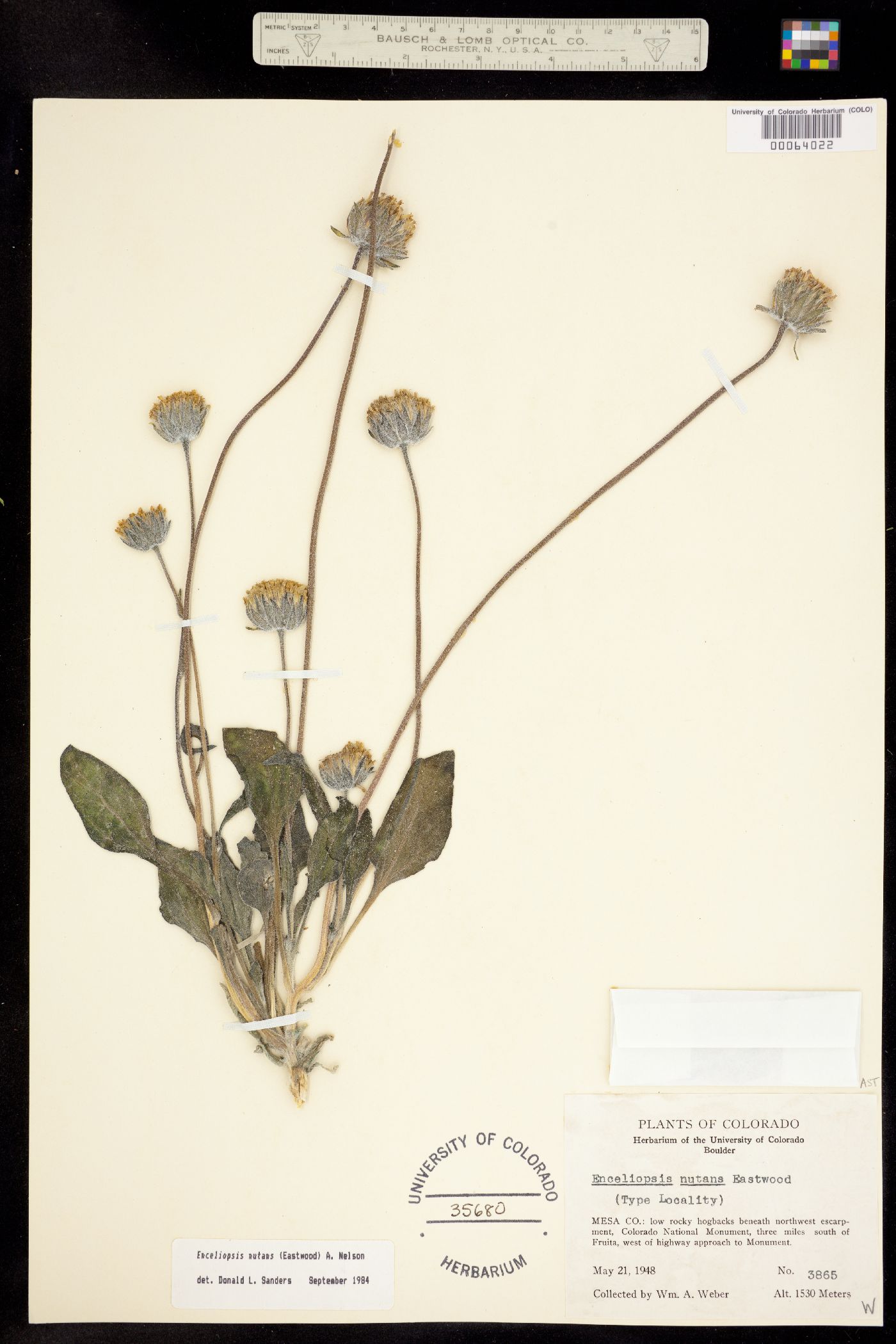 Enceliopsis image