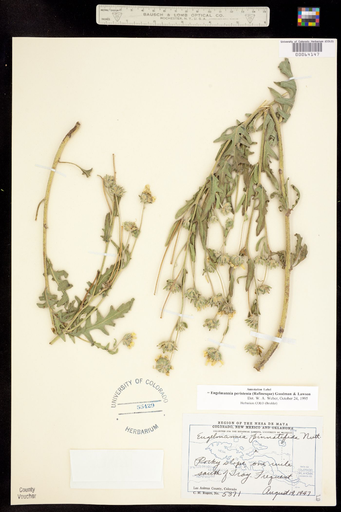 Engelmannia peristenia image