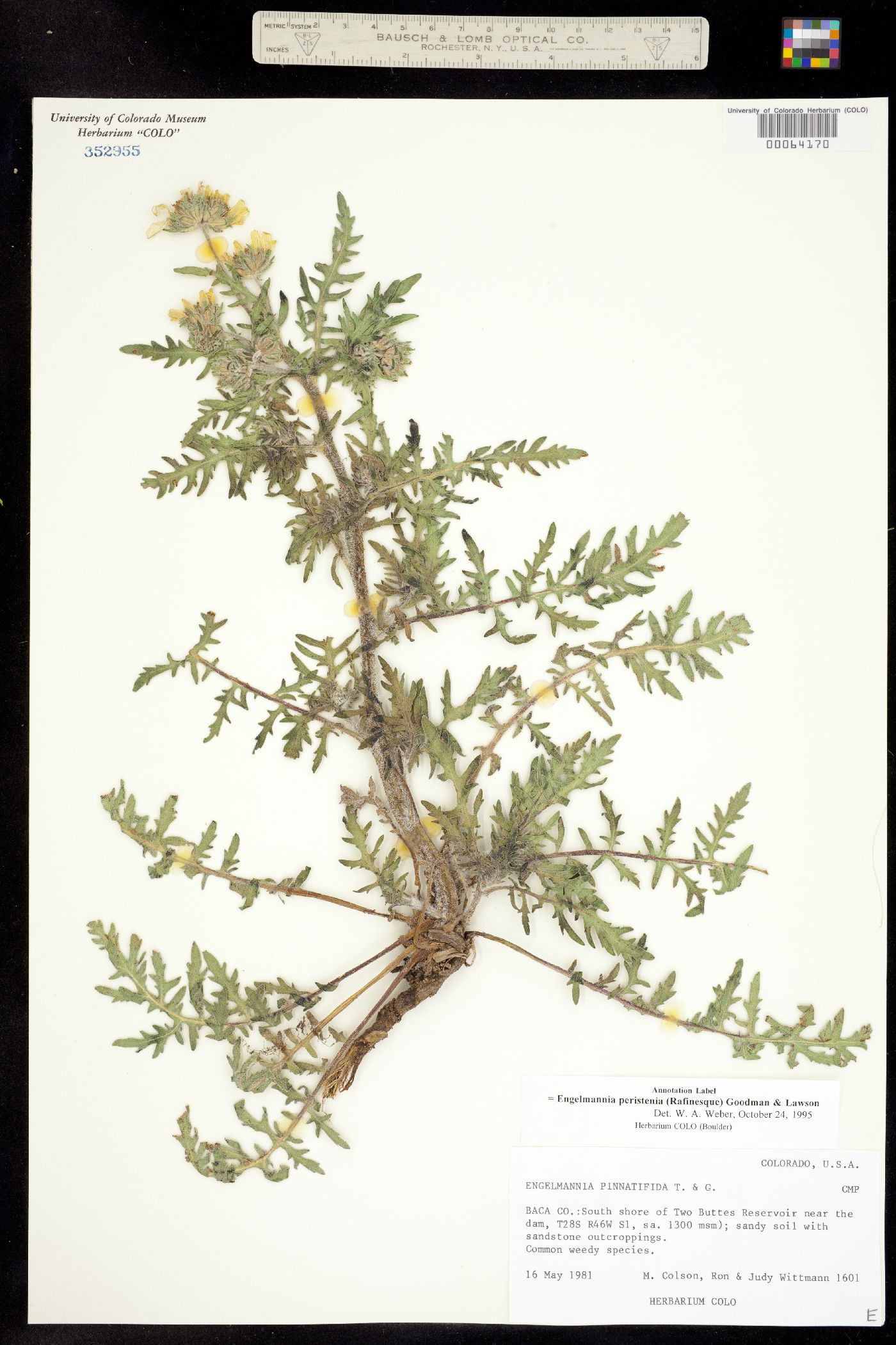 Engelmannia peristenia image