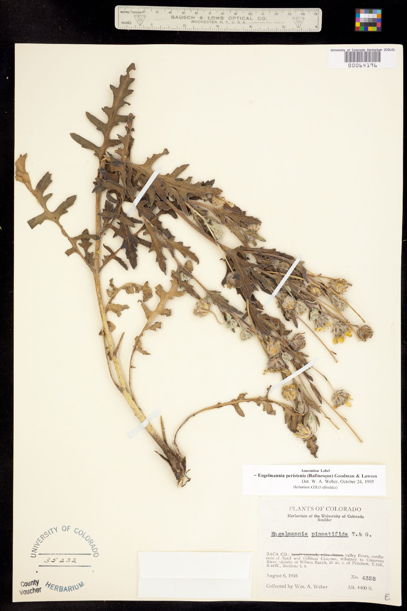 Engelmannia image