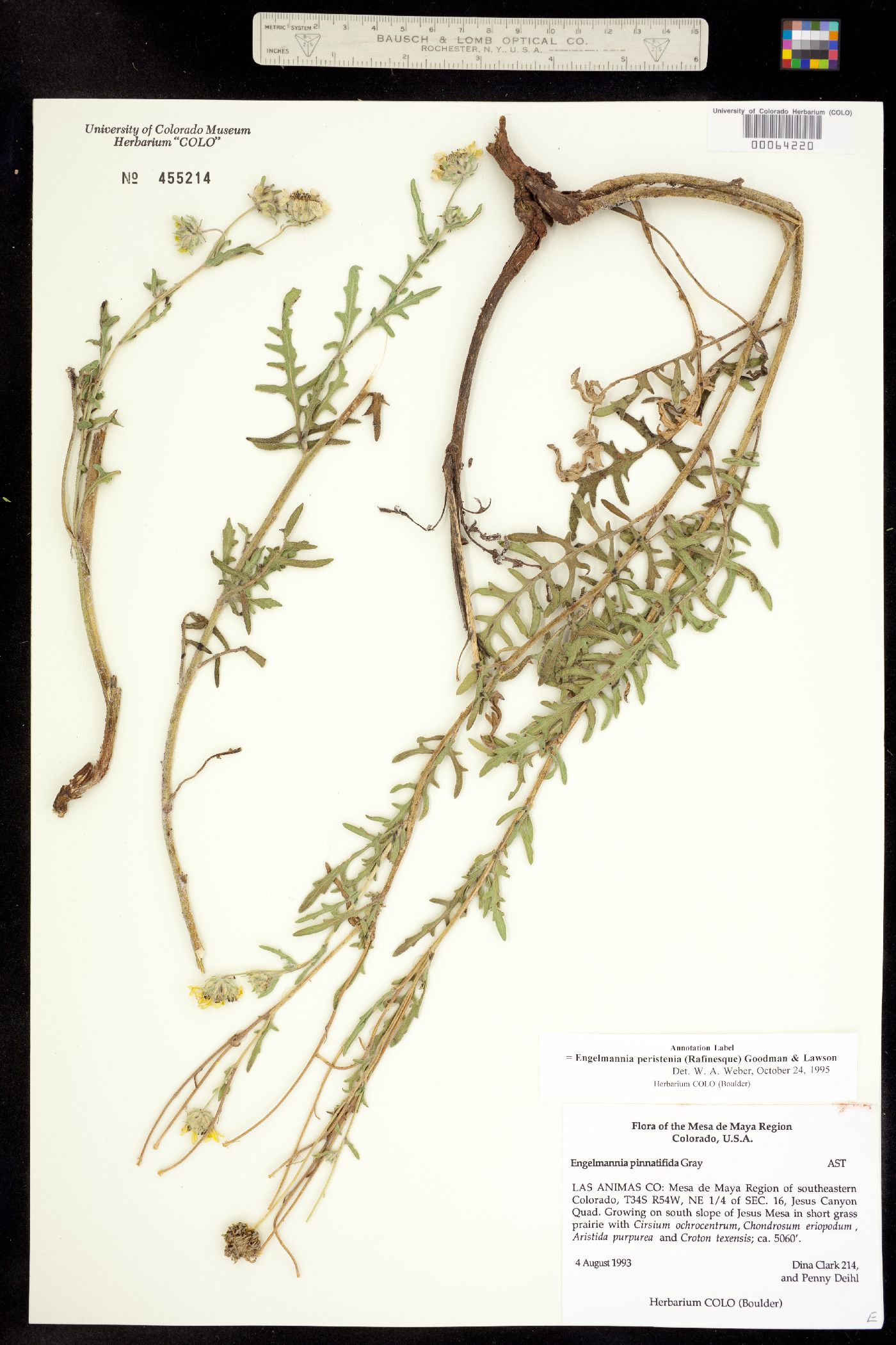 Engelmannia peristenia image