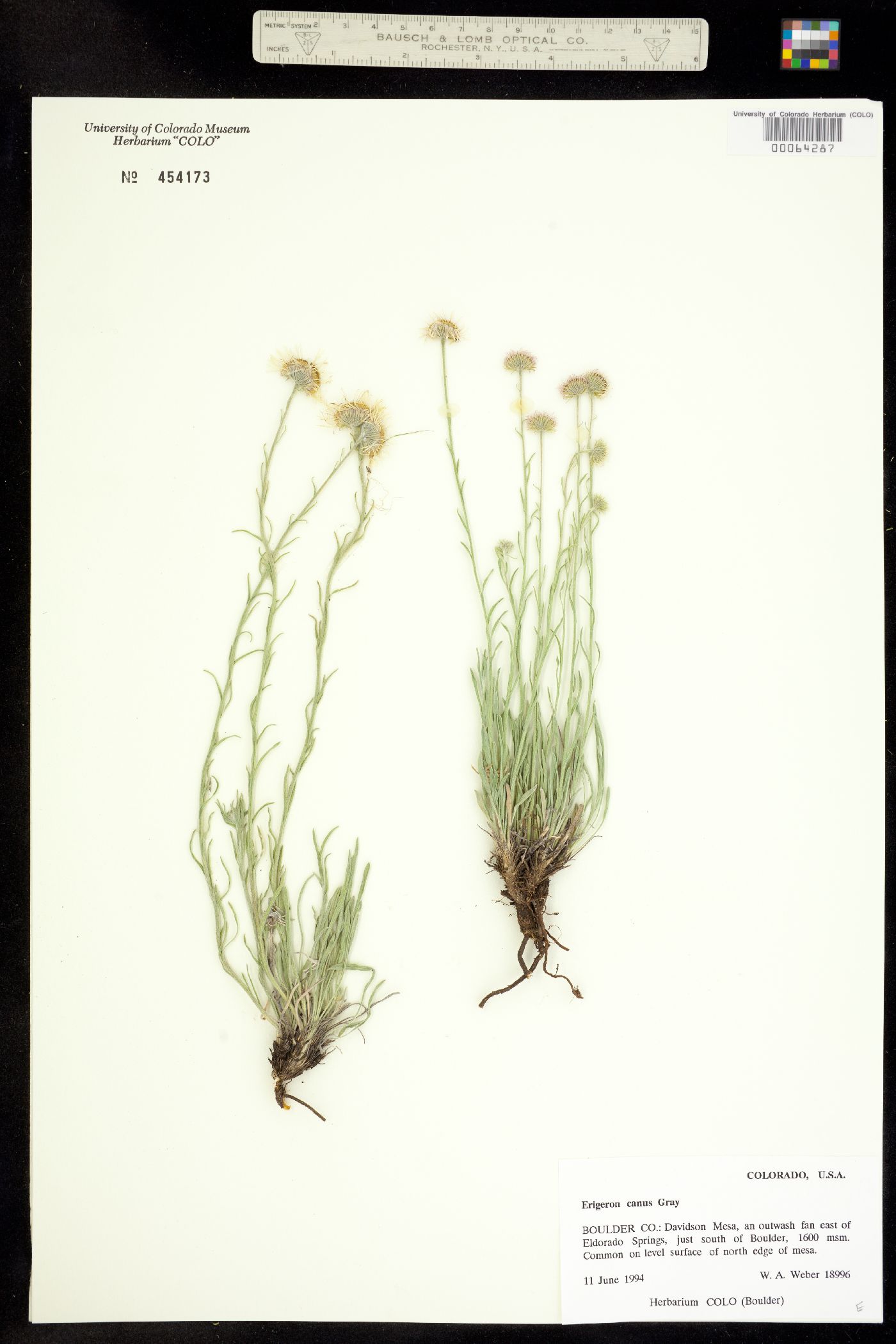 Erigeron canus image