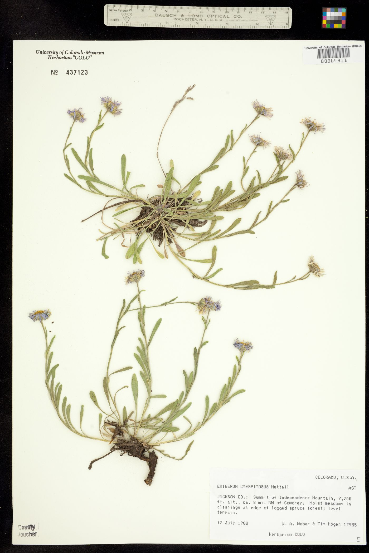 Erigeron caespitosus image