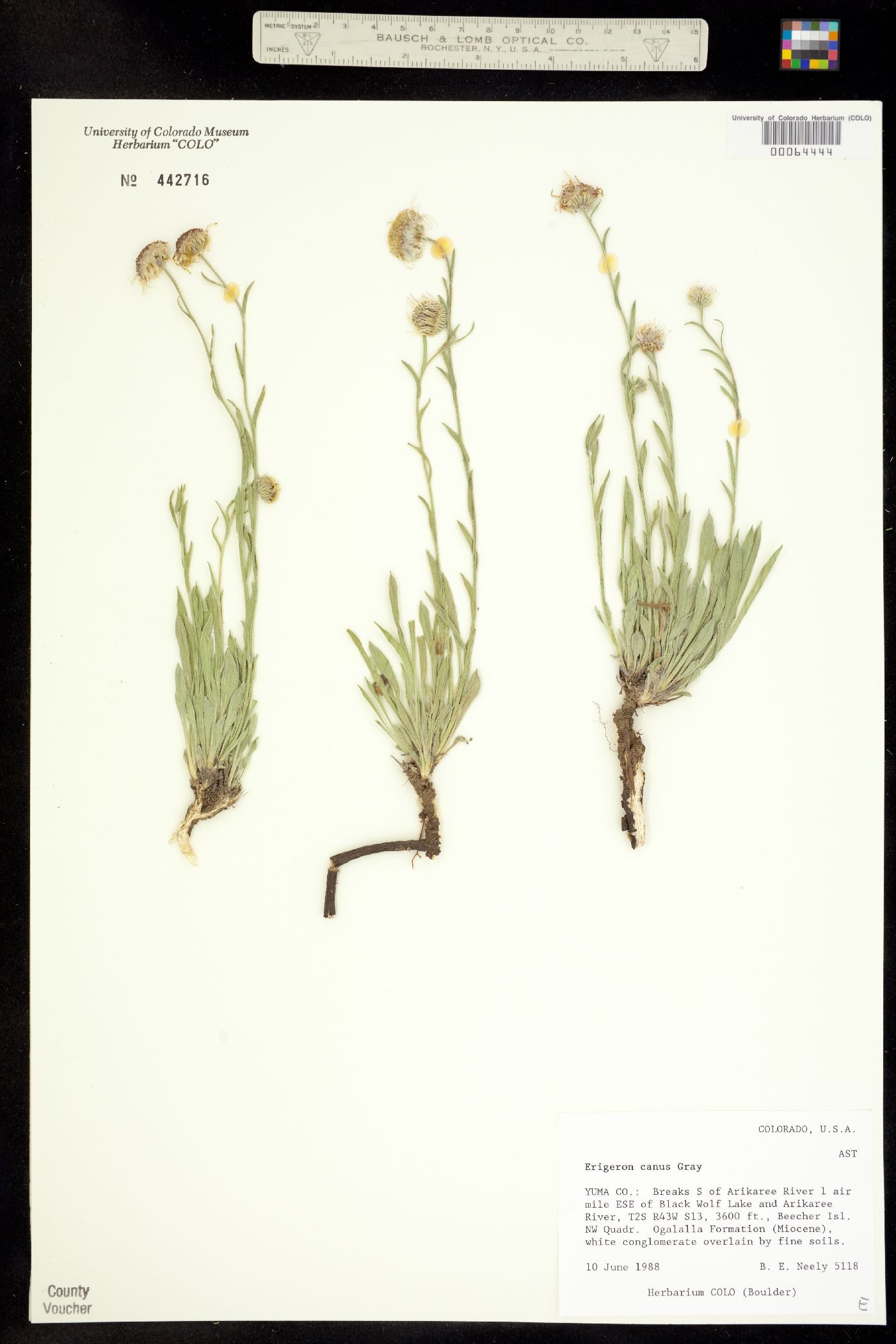 Erigeron canus image