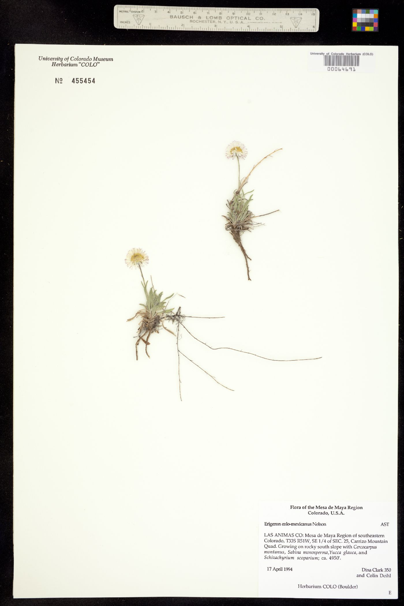 Erigeron colo-mexicanus image