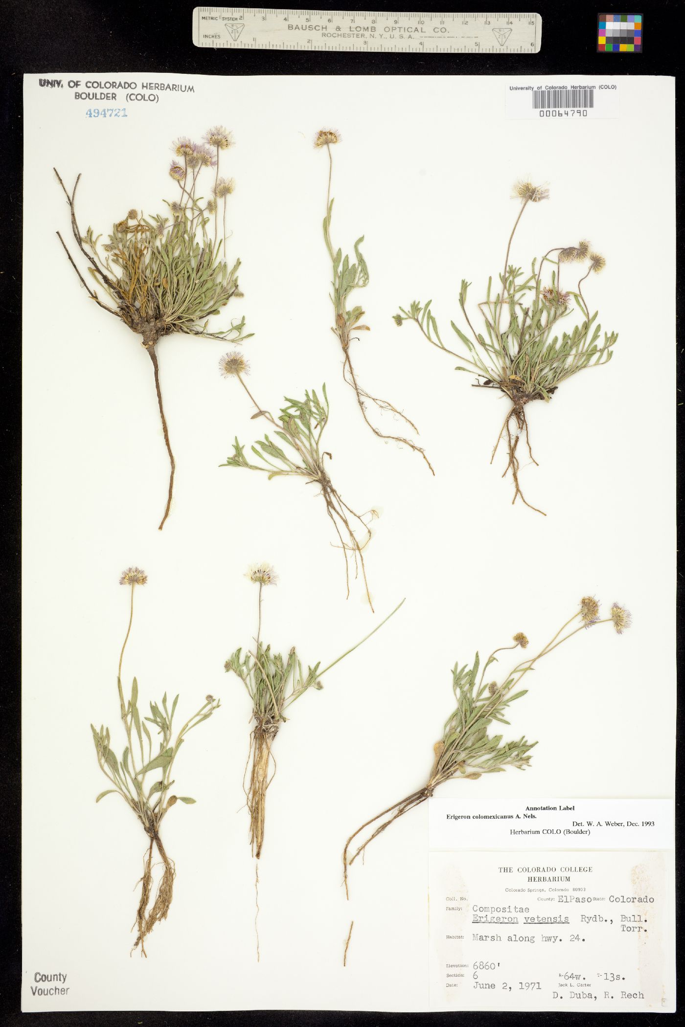 Erigeron colo-mexicanus image