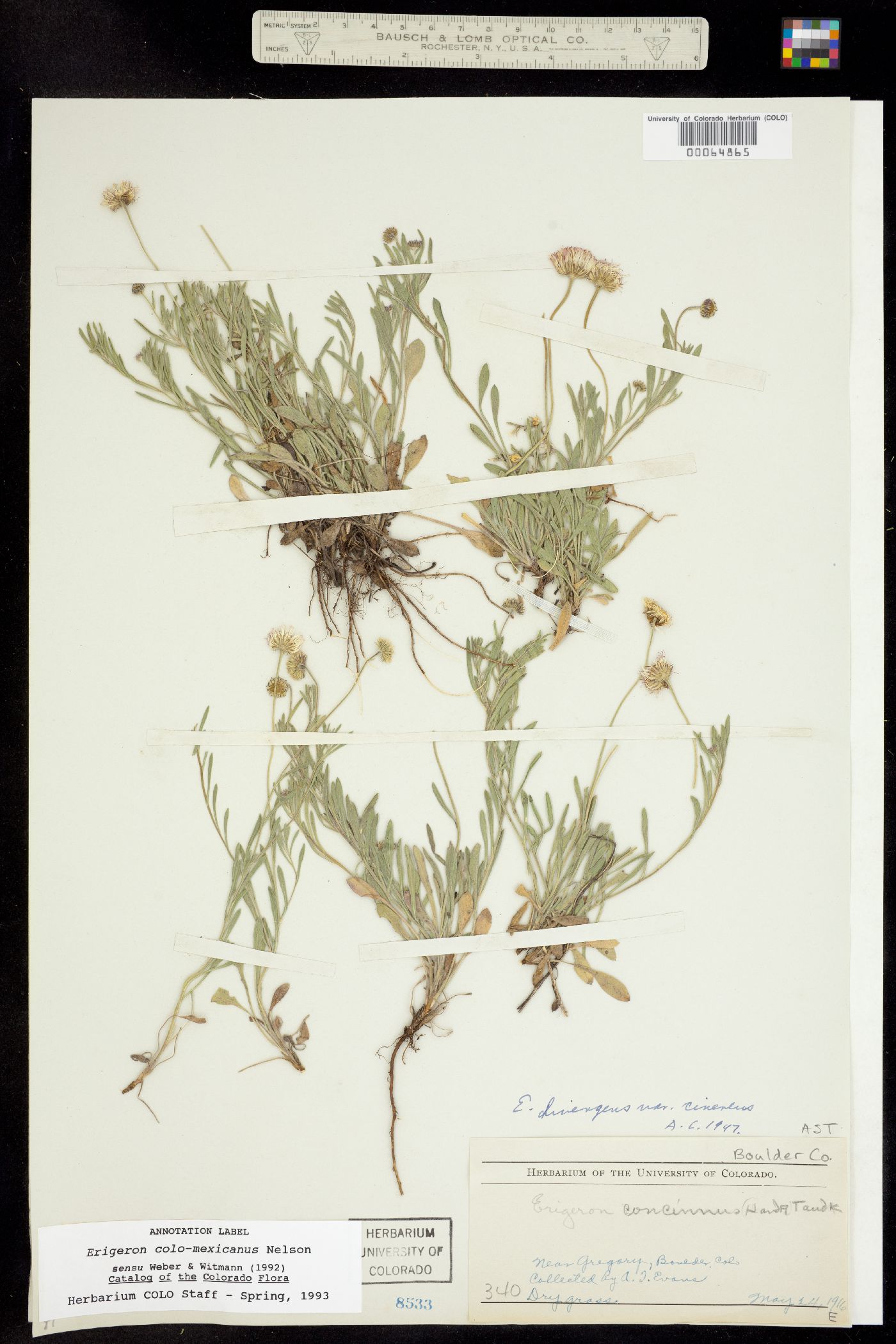 Erigeron colo-mexicanus image