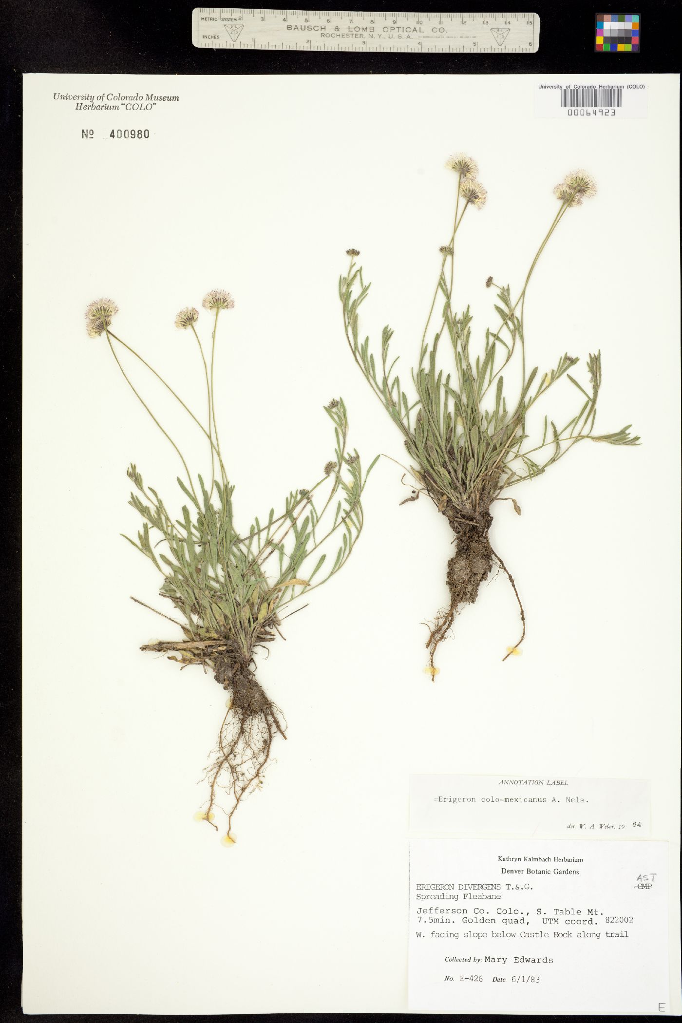 Erigeron colo-mexicanus image