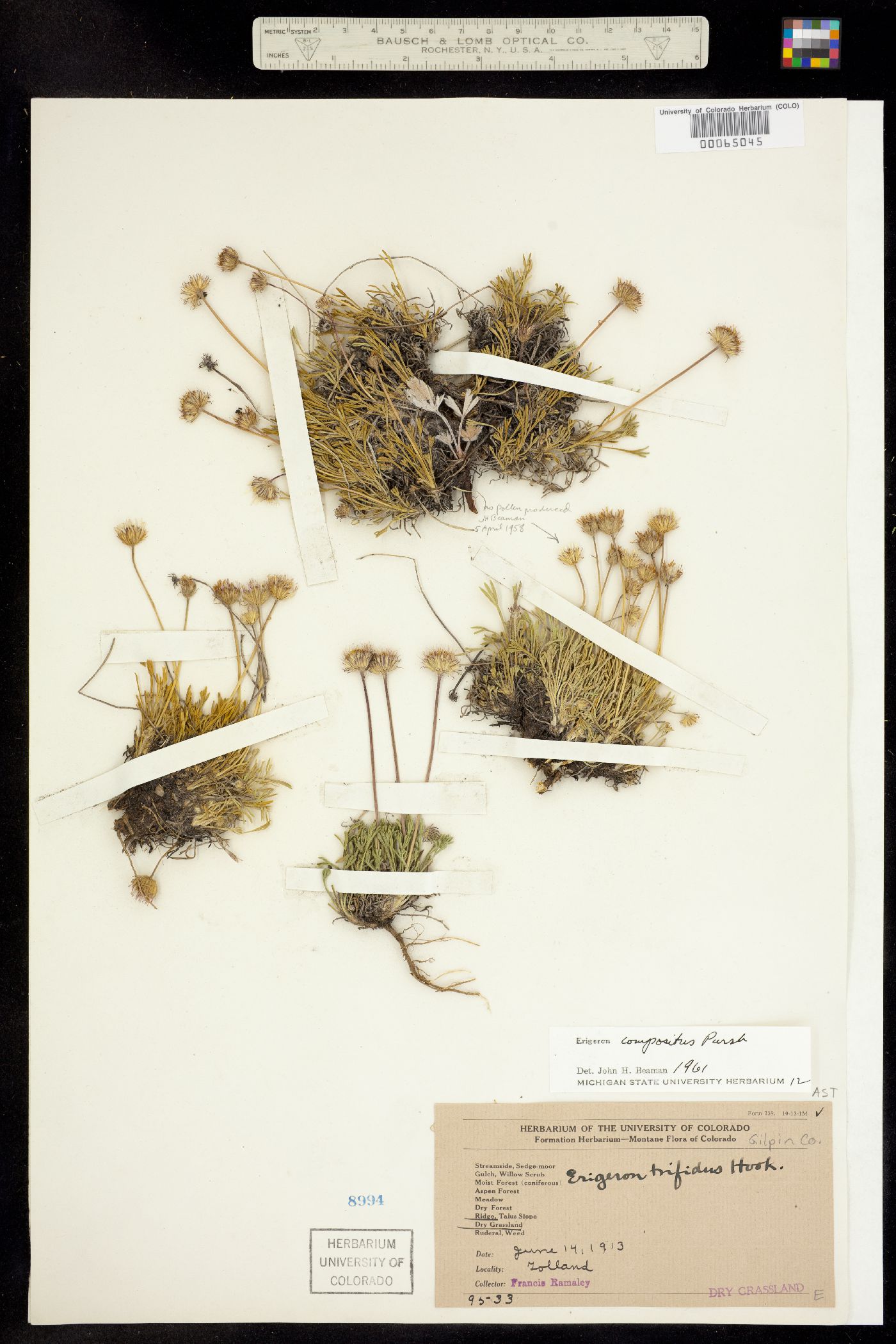 Erigeron image