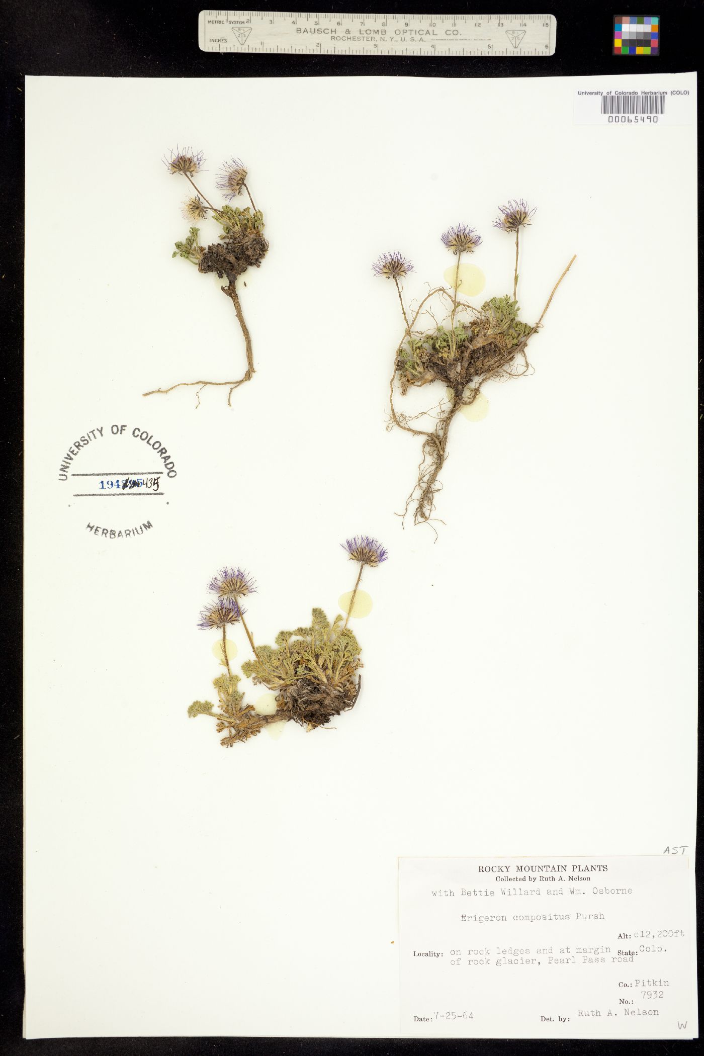 Erigeron compositus image