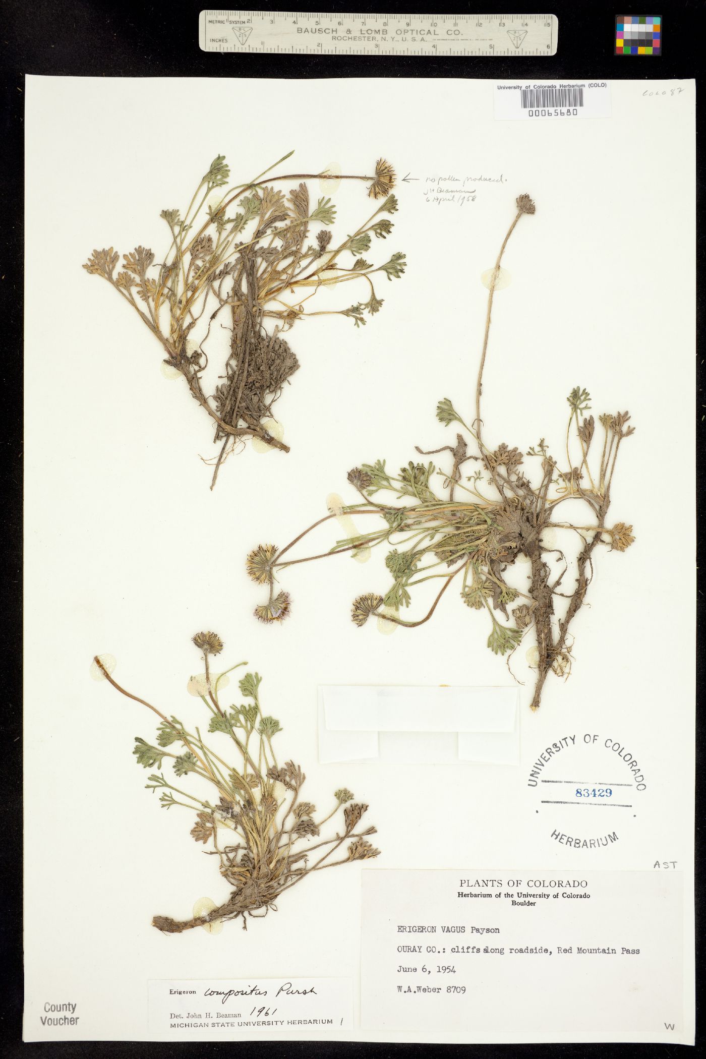 Erigeron compositus image