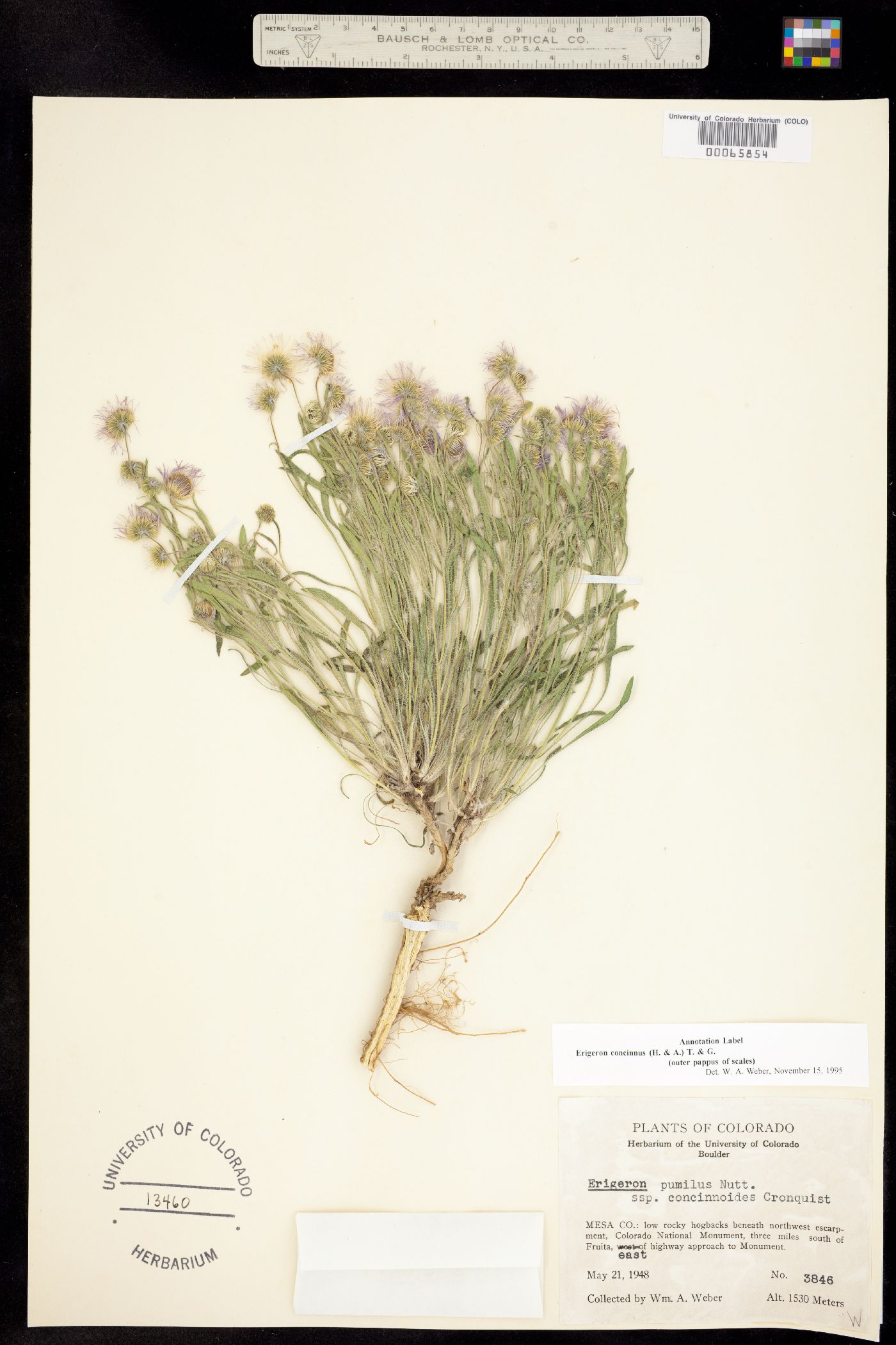 Erigeron concinnus image