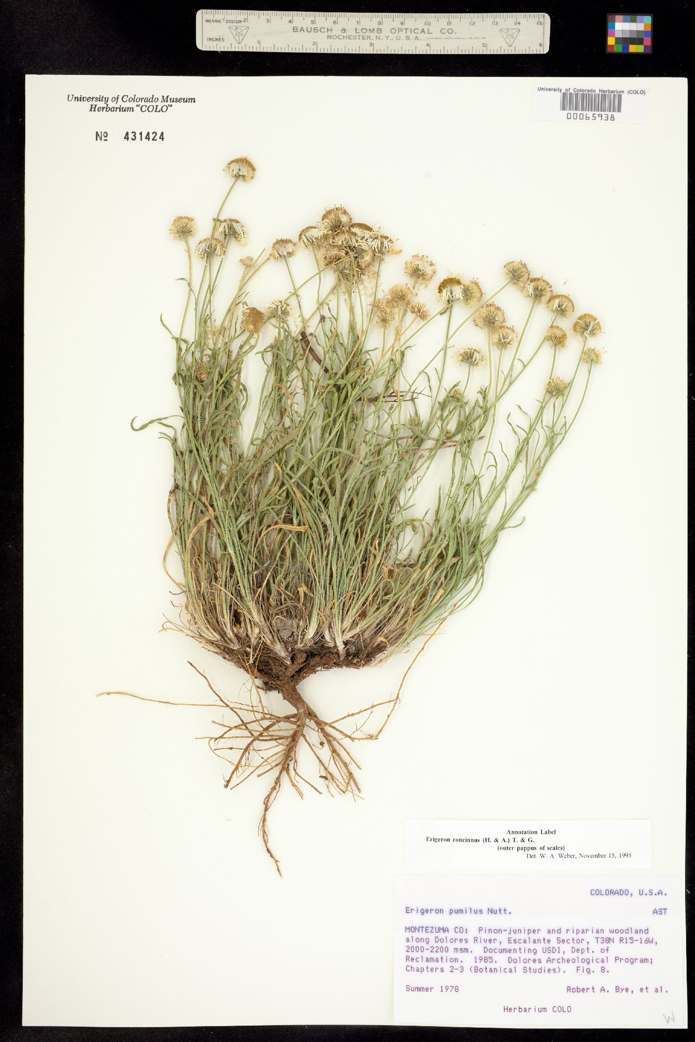 Erigeron concinnus image