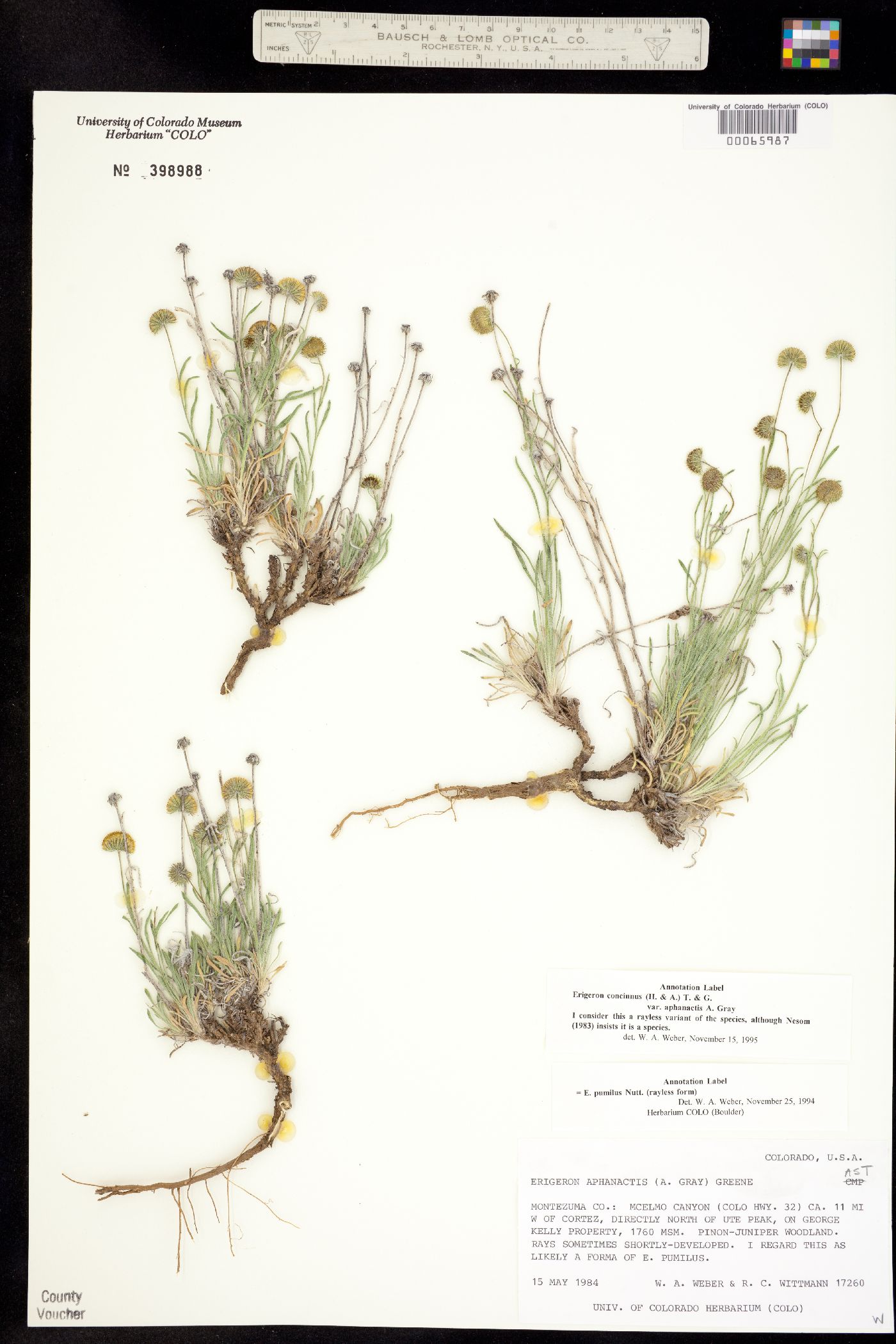 Erigeron concinnus var. aphanactis image