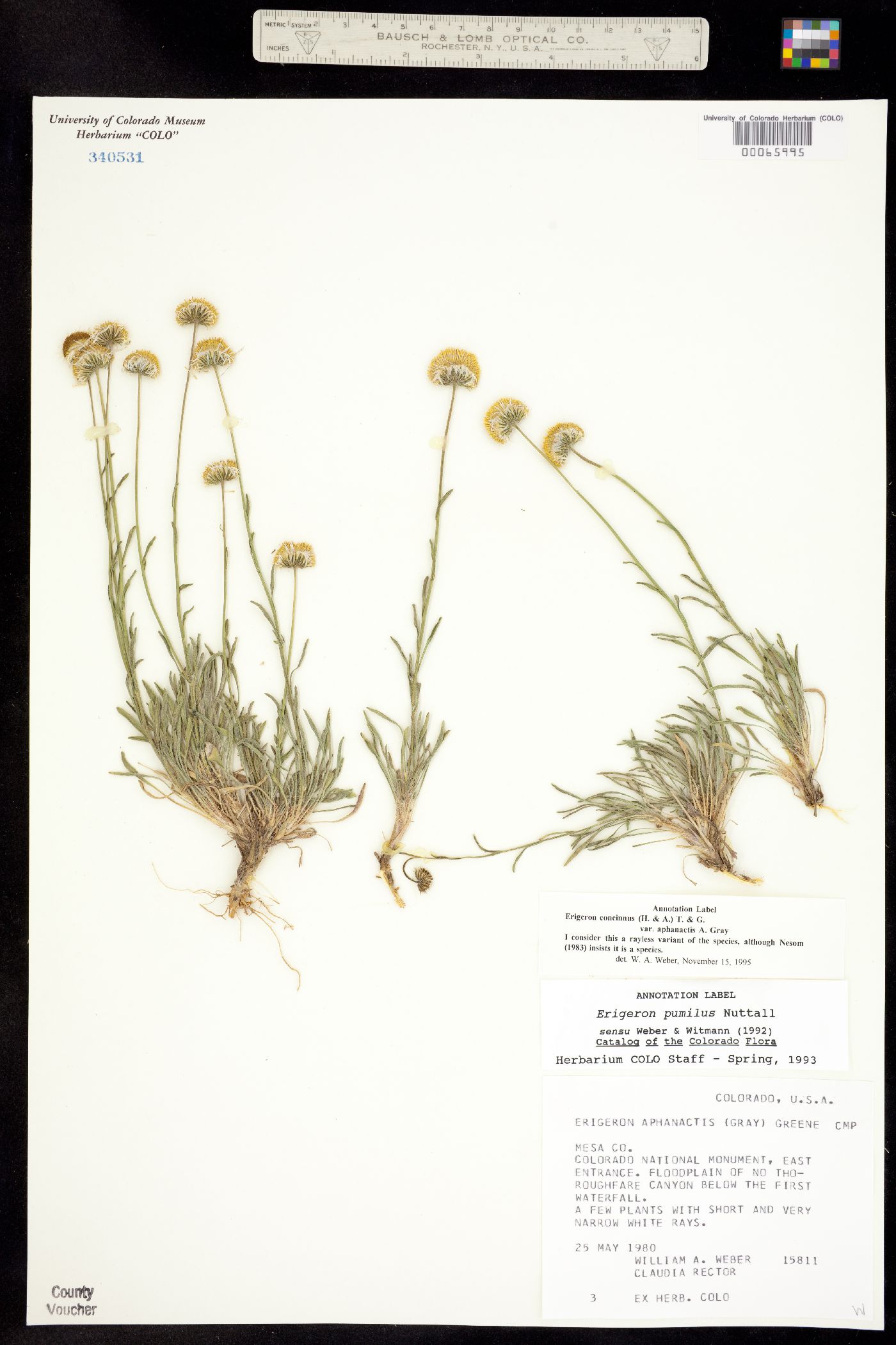 Erigeron concinnus image