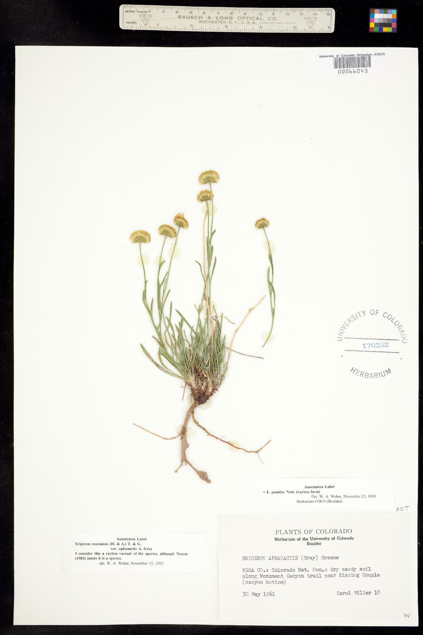 Erigeron concinnus var. aphanactis image