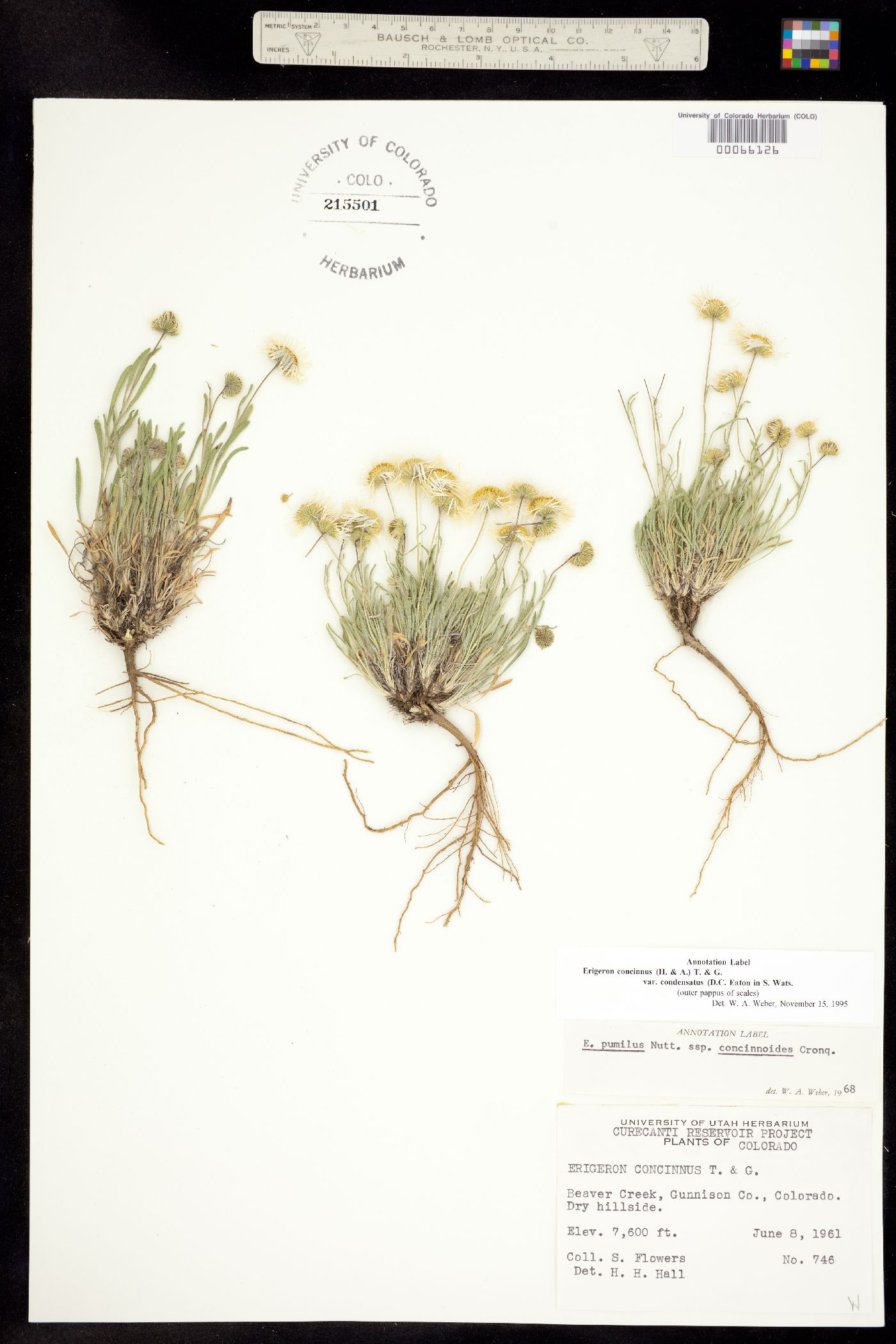 Erigeron concinnus var. condensatus image