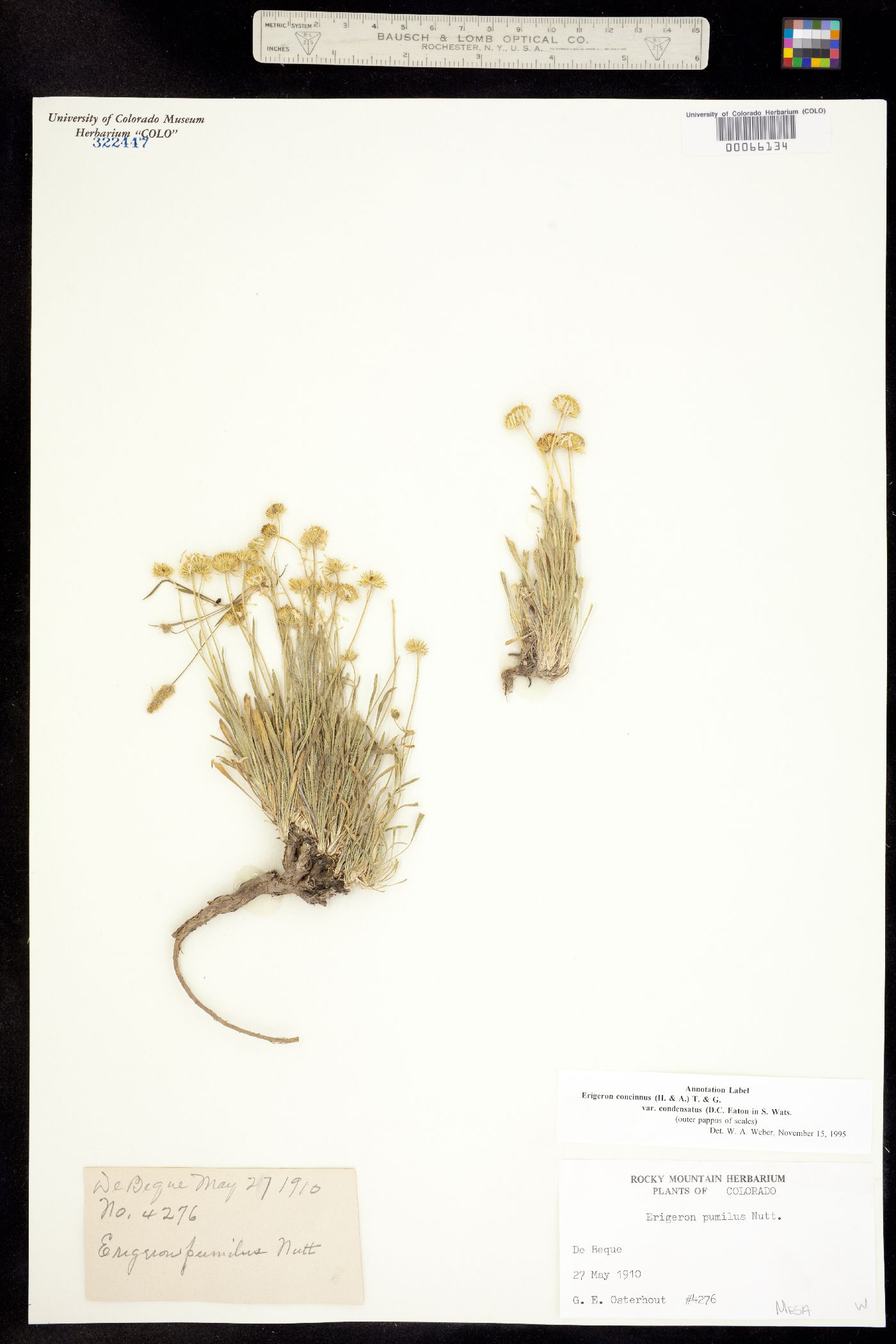 Erigeron concinnus image