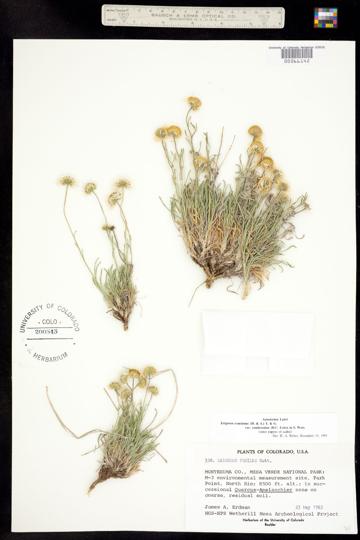 Erigeron concinnus var. condensatus image