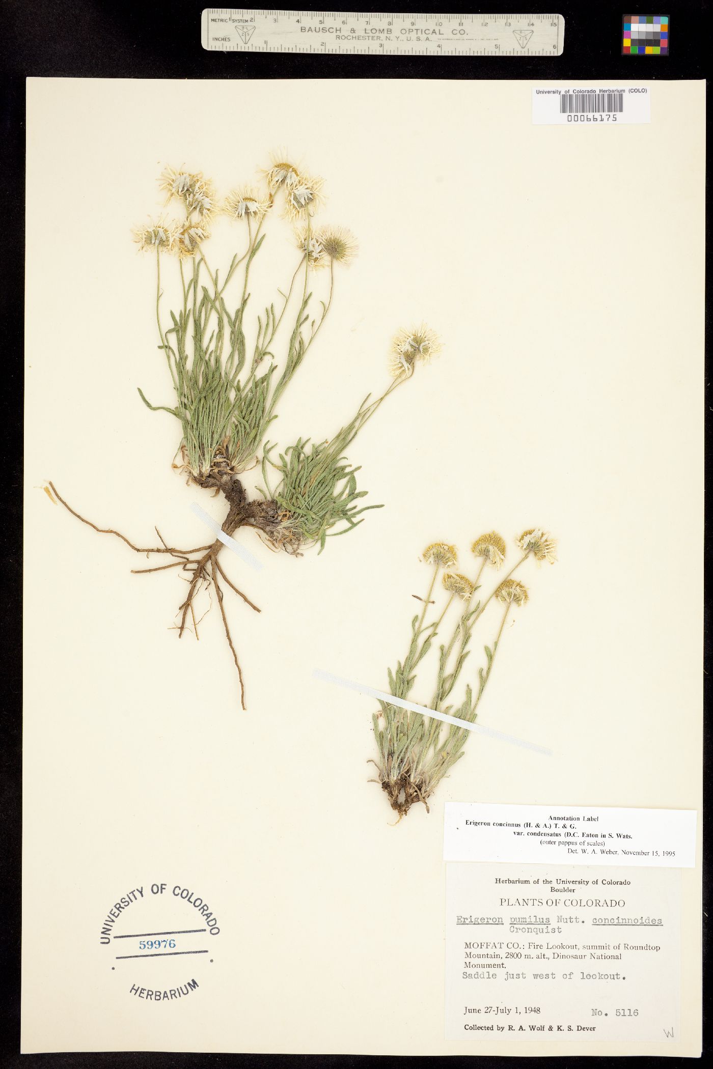 Erigeron concinnus var. condensatus image