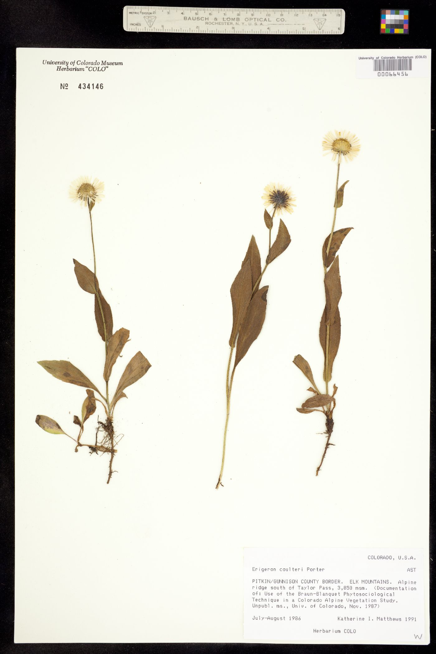 Erigeron coulteri image