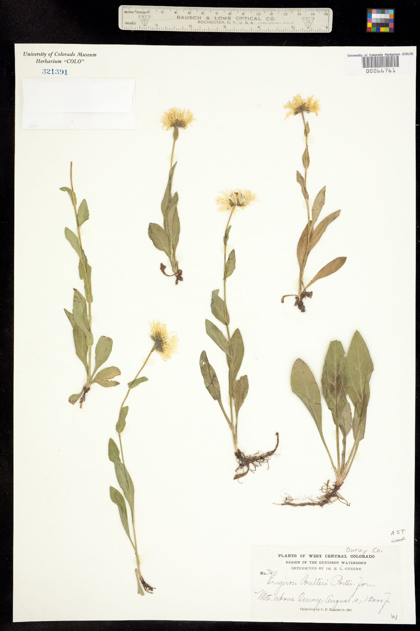 Erigeron coulteri image