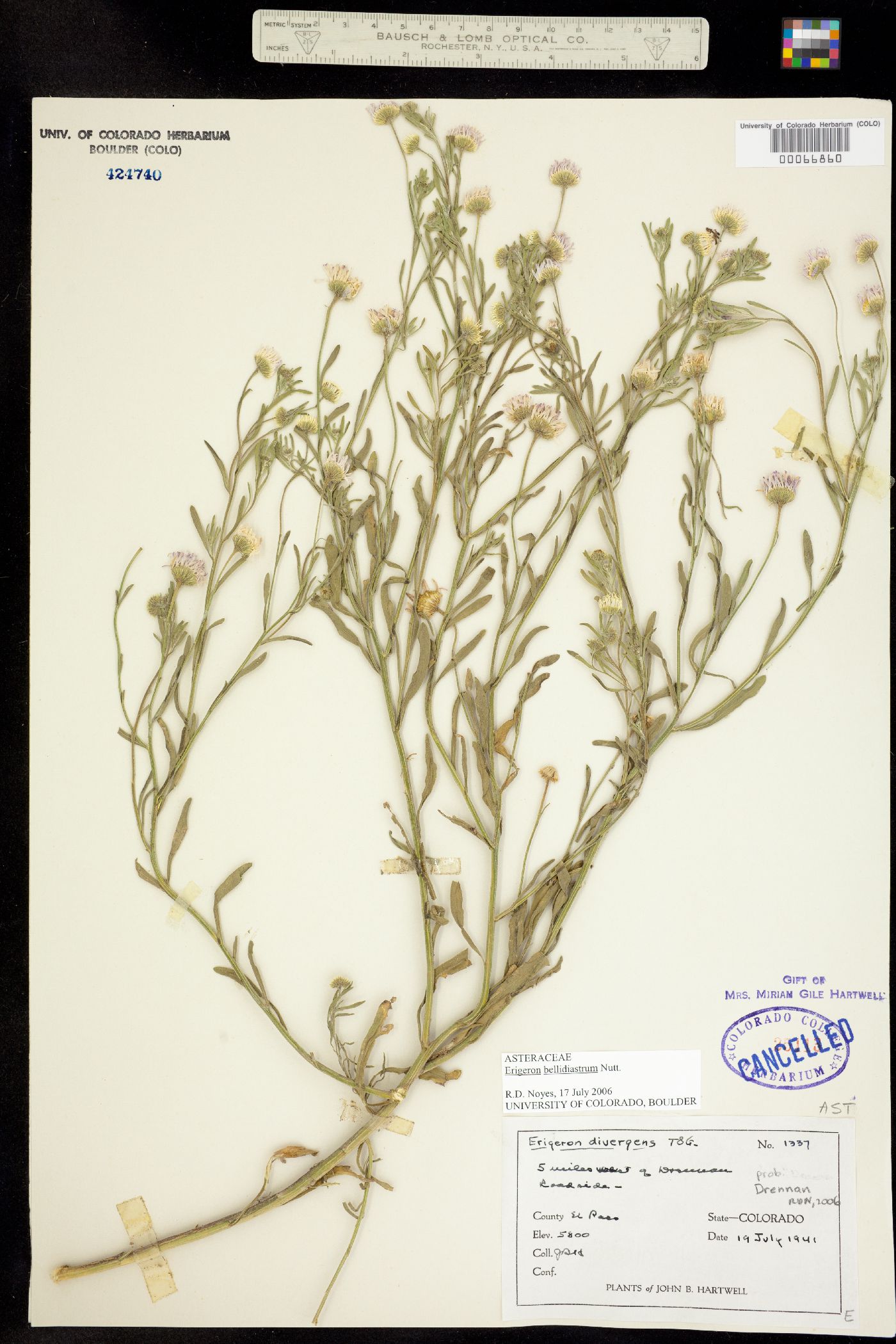 Erigeron bellidiastrum image