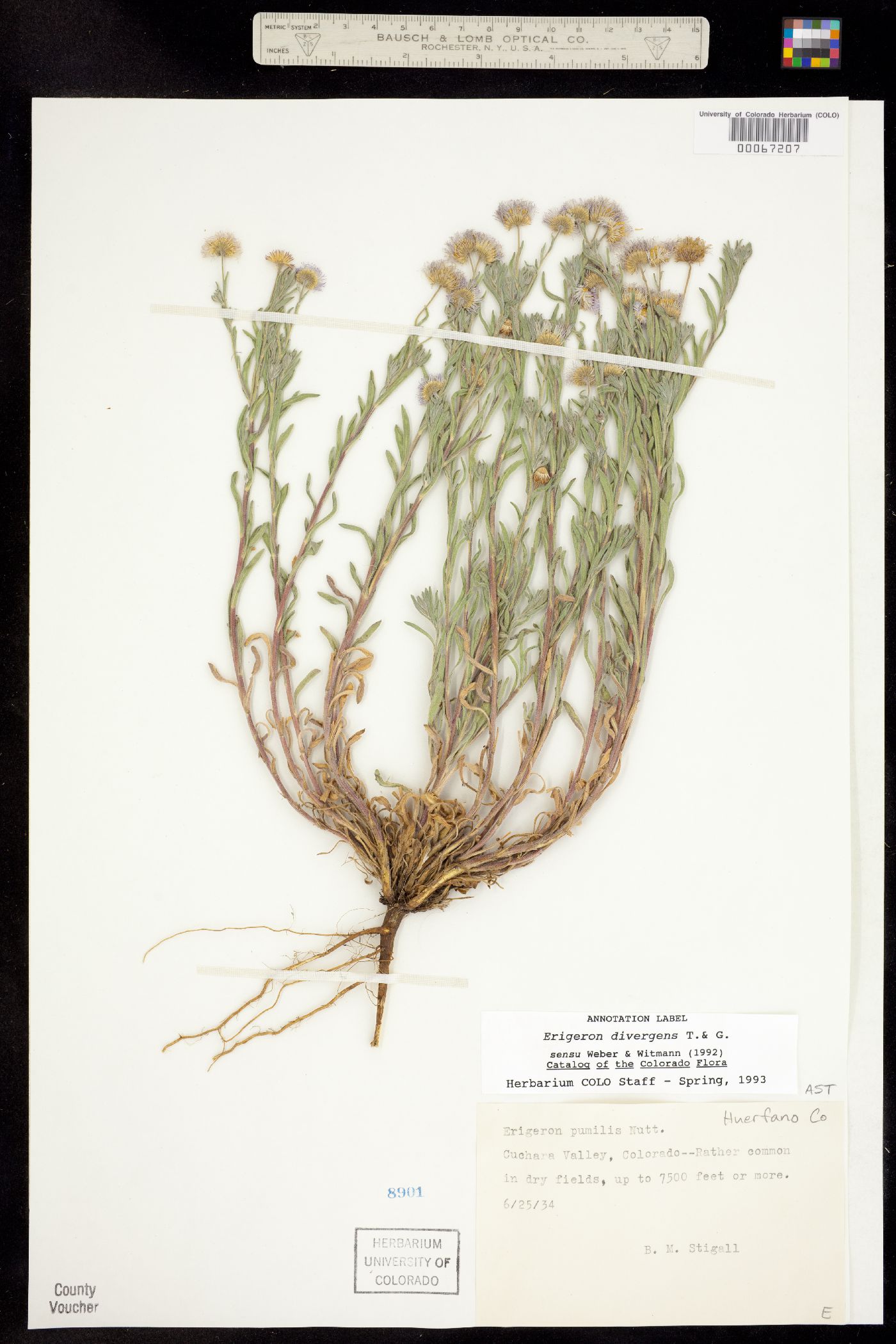 Erigeron divergens image