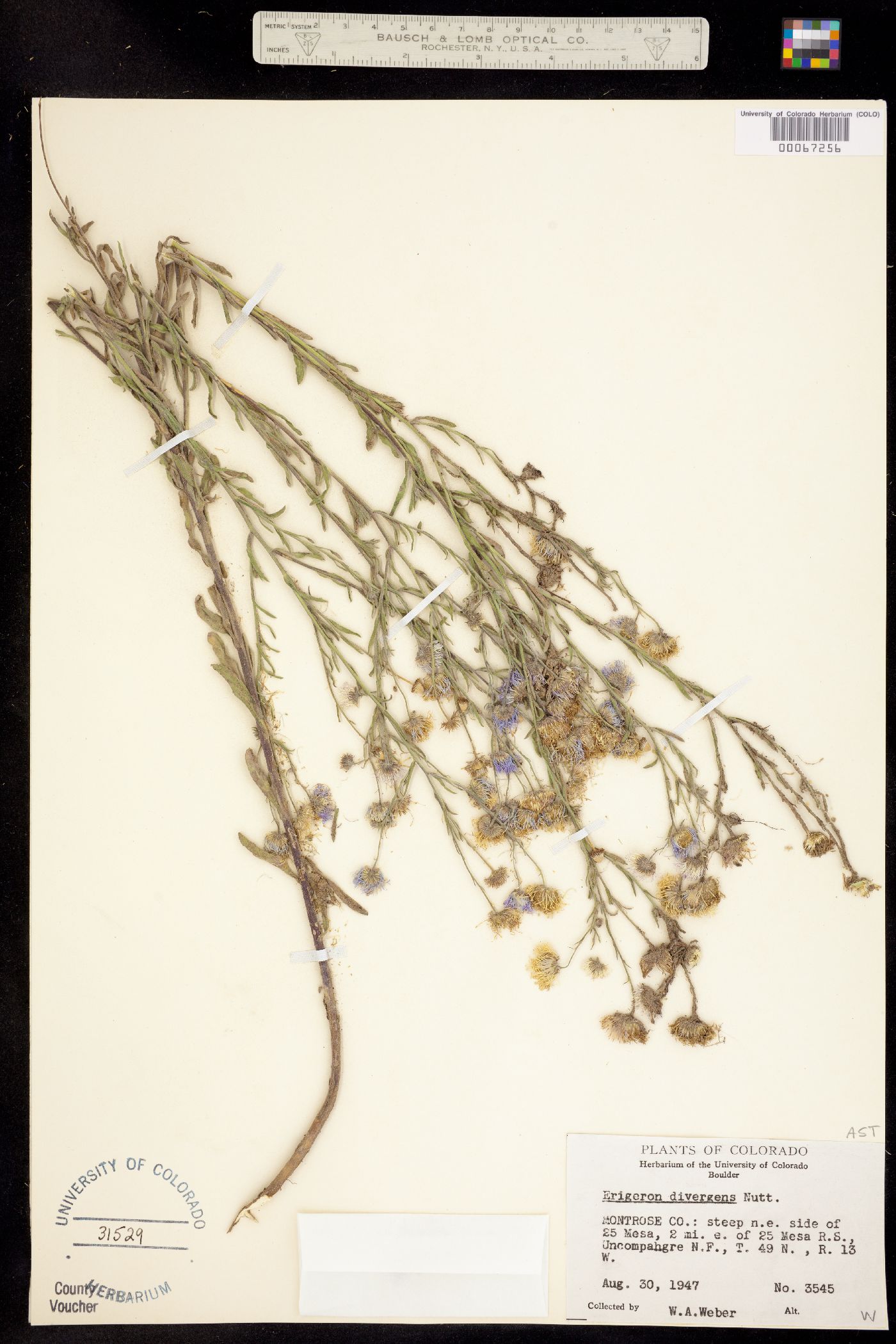 Erigeron divergens image