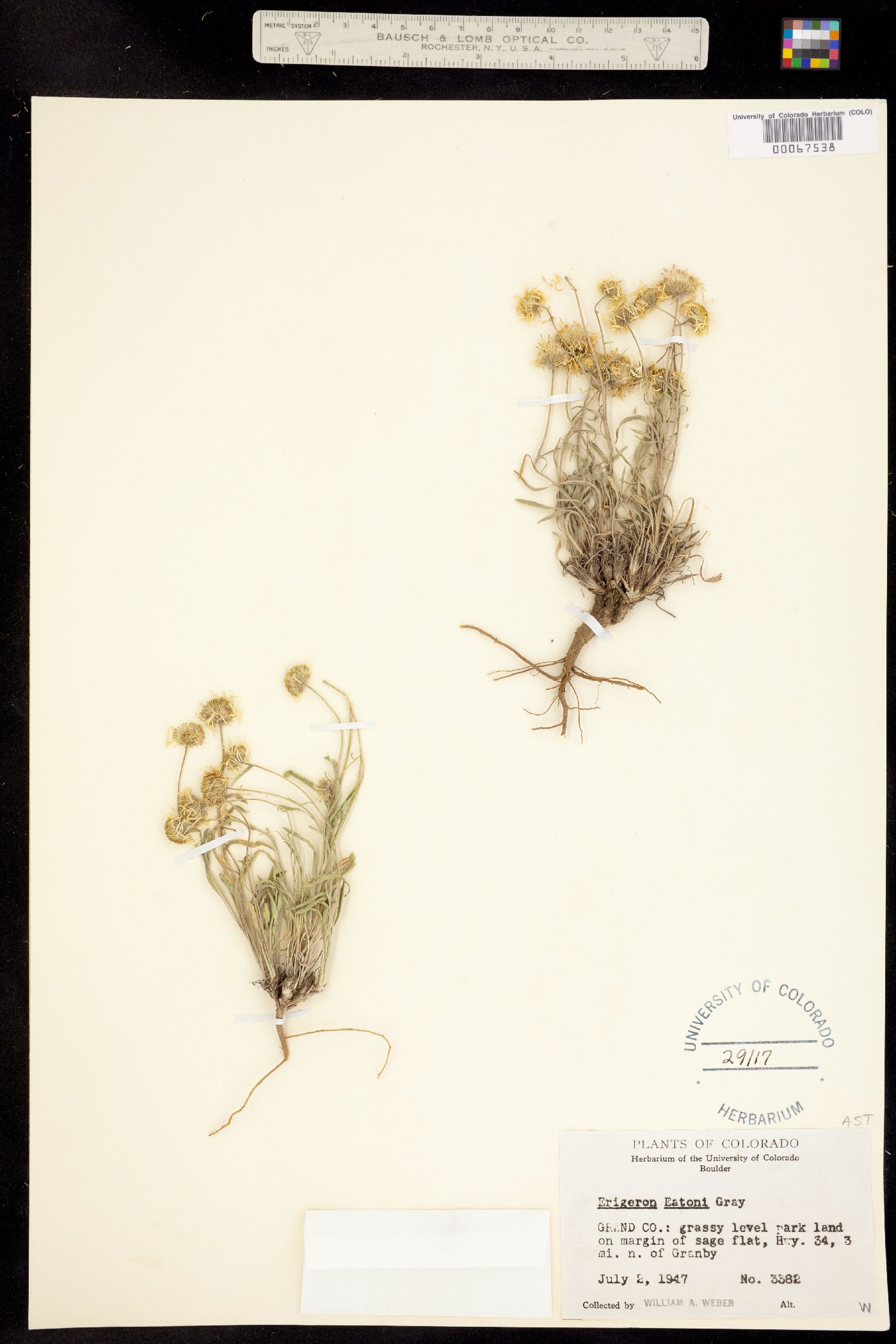 Erigeron eatonii var. eatonii image