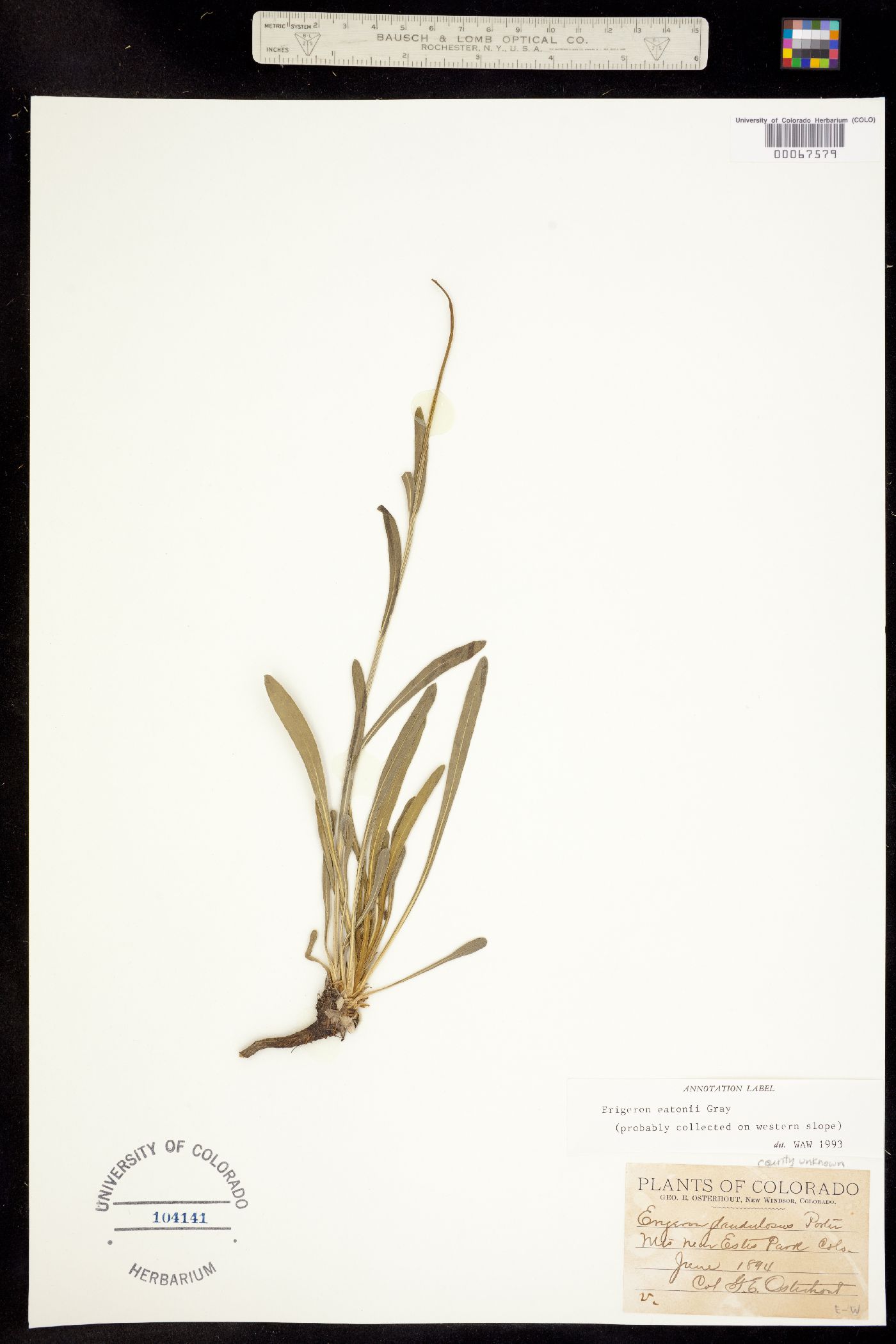 Erigeron eatonii var. eatonii image